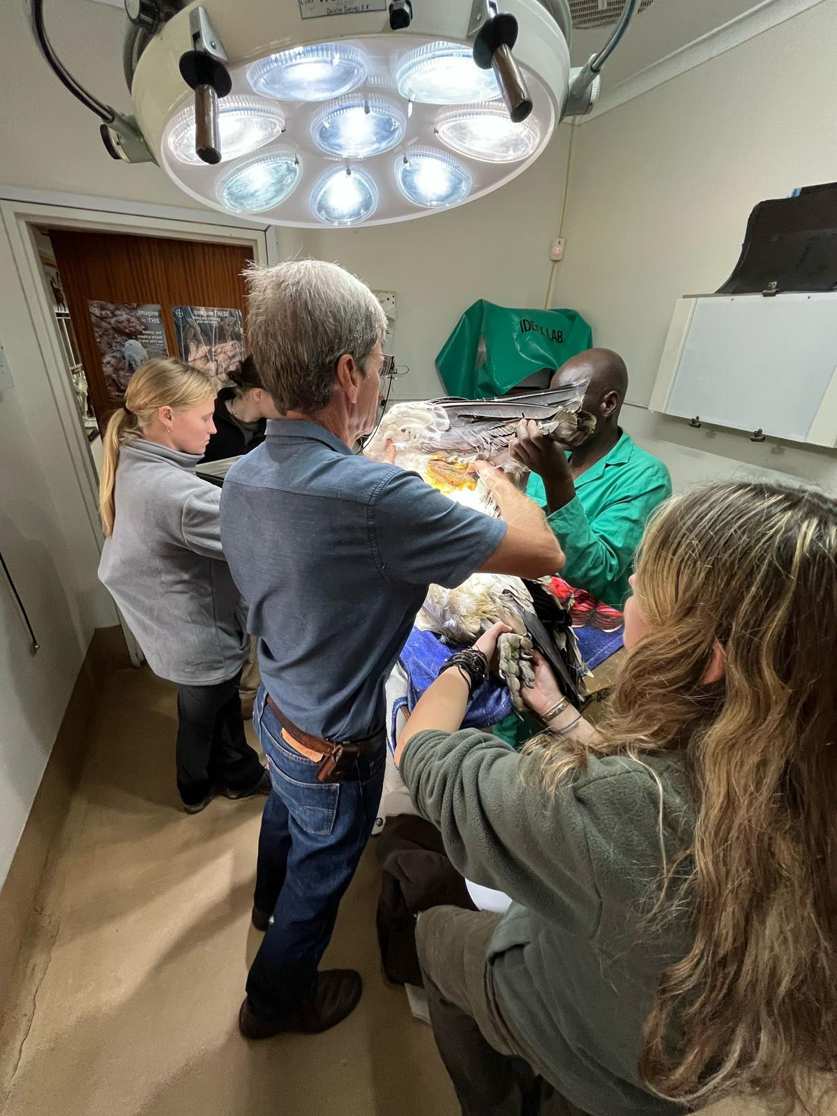 Femke Benda: vet working on a poisoned vulture 