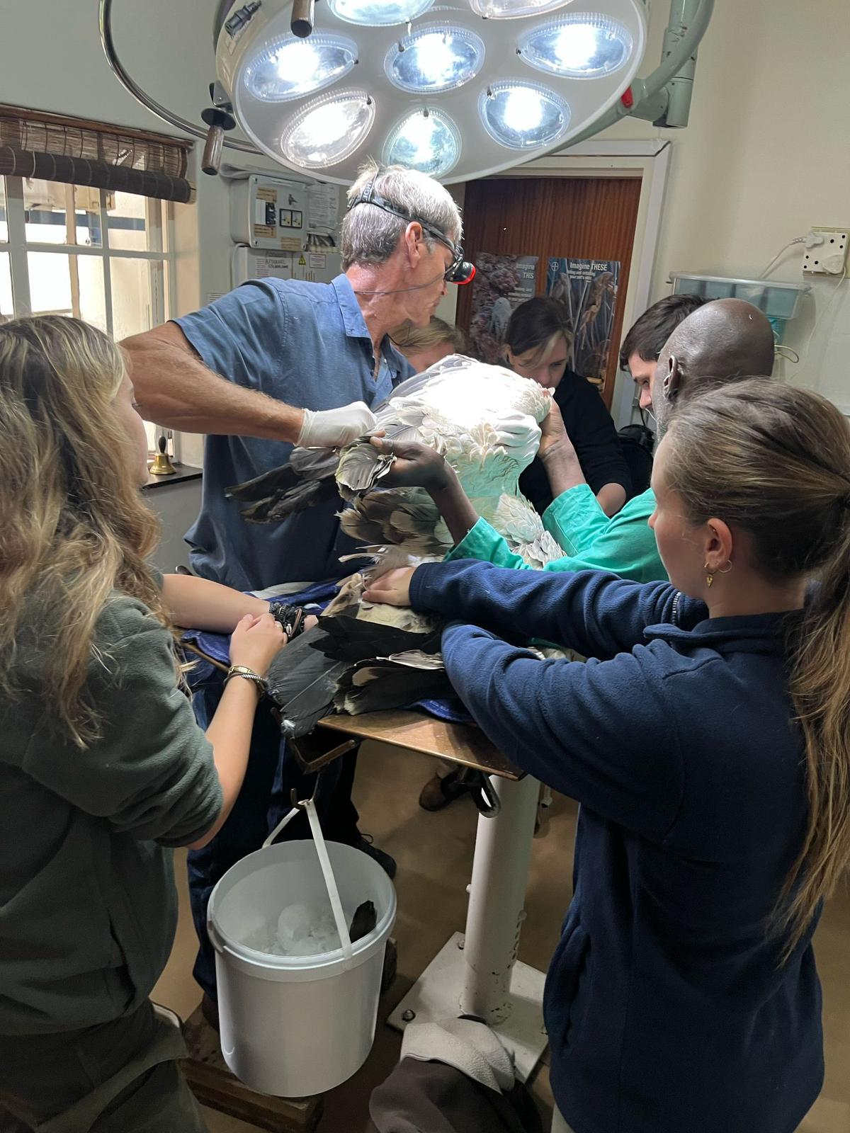 Femke Benda: vet working on a poisoned vulture 