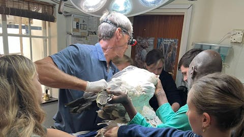 Femke Benda: vet working on a poisoned vulture