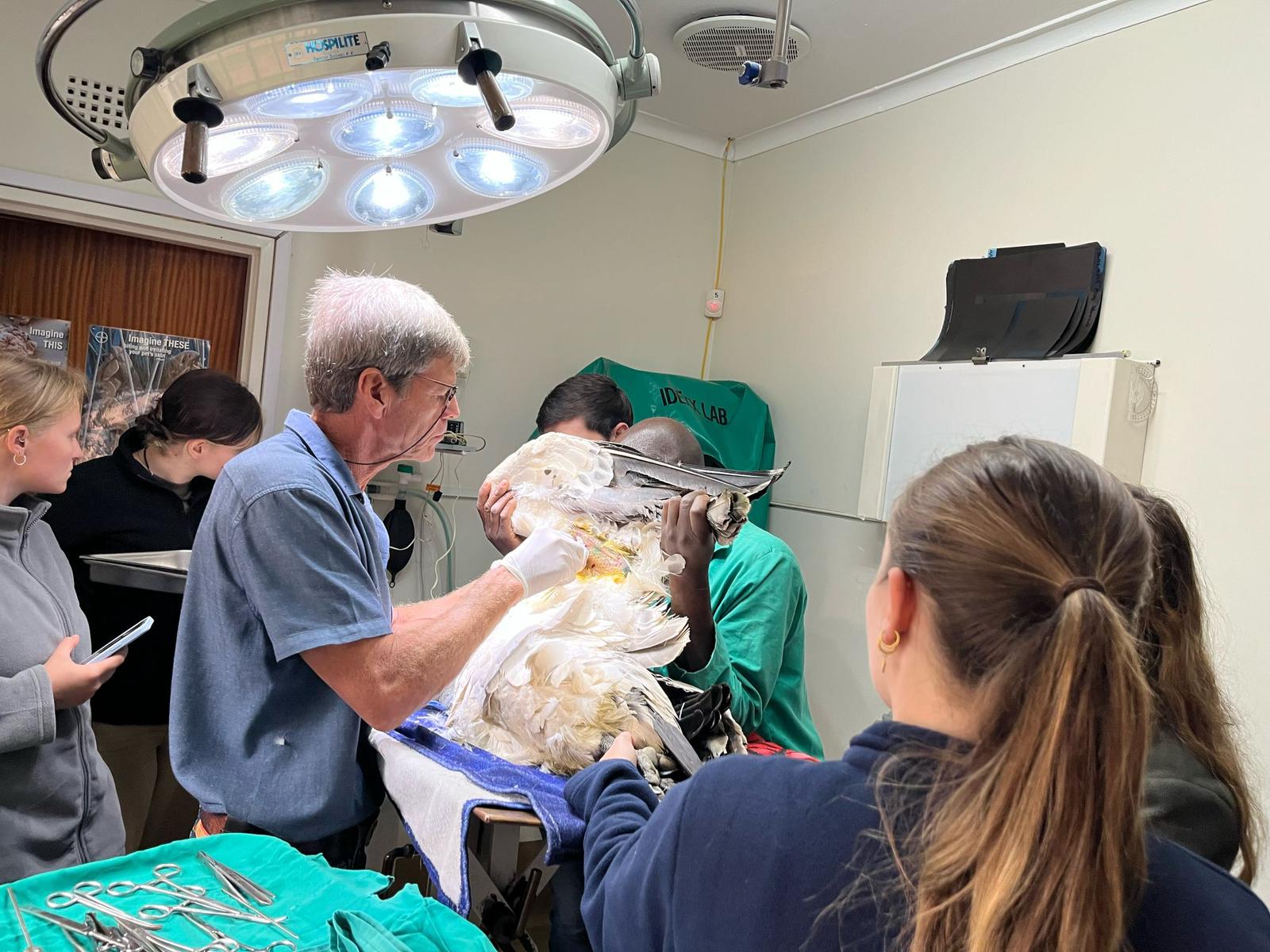 Femke Benda: vet working on a poisoned vulture 