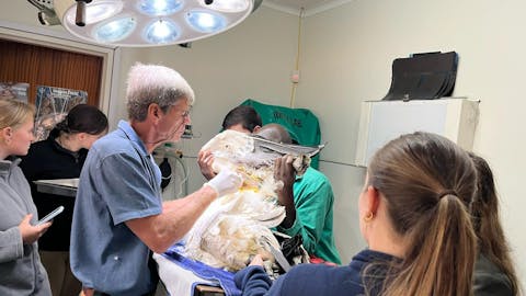 Femke Benda: vet working on a poisoned vulture