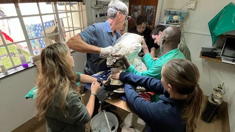 Femke Benda: vet working on a poisoned vulture