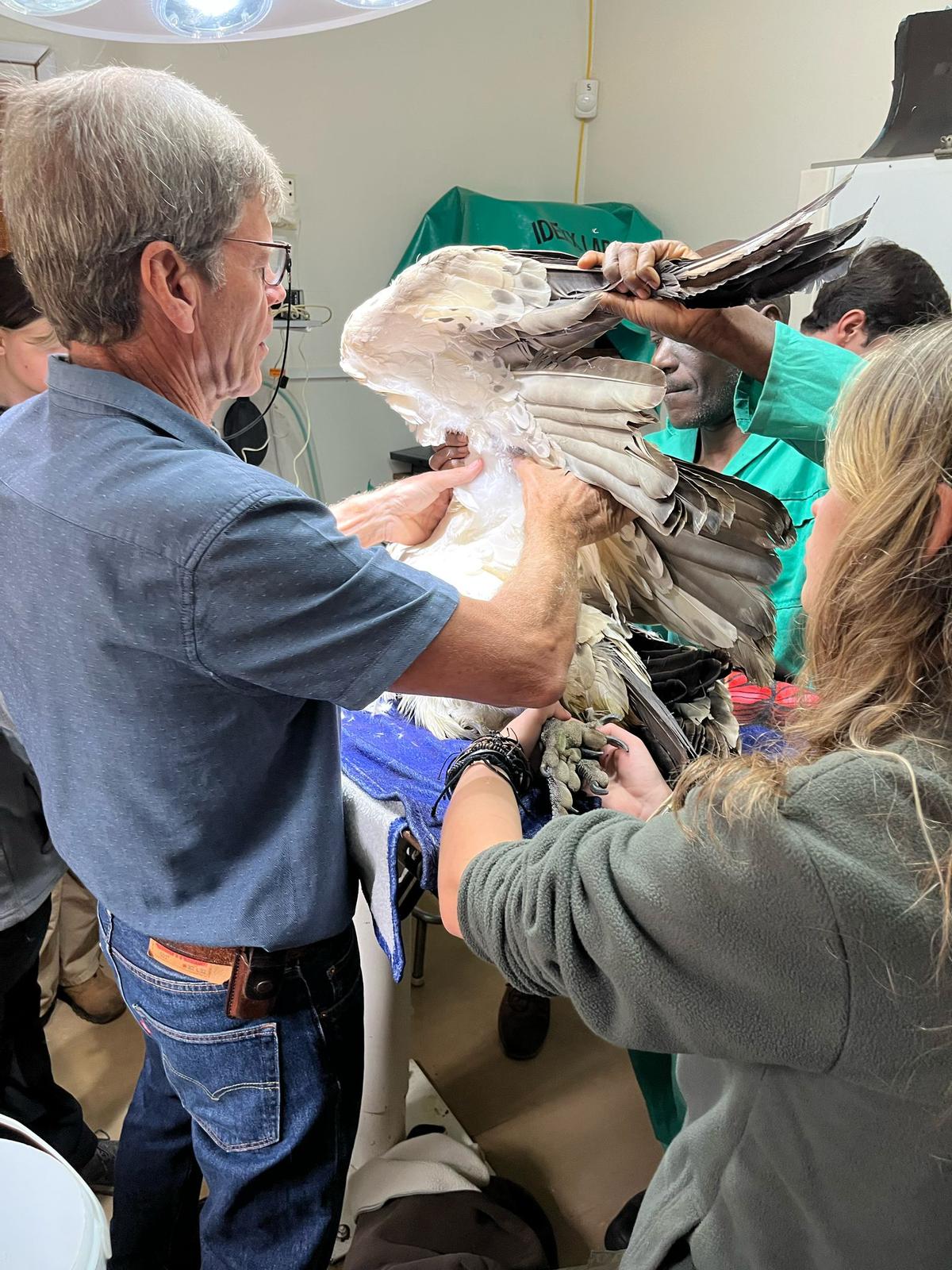 Femke Benda: vet working on a poisoned vulture 