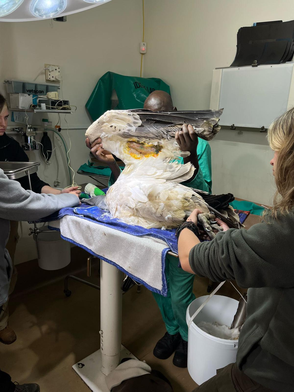 Femke Benda: vet working on a poisoned vulture 