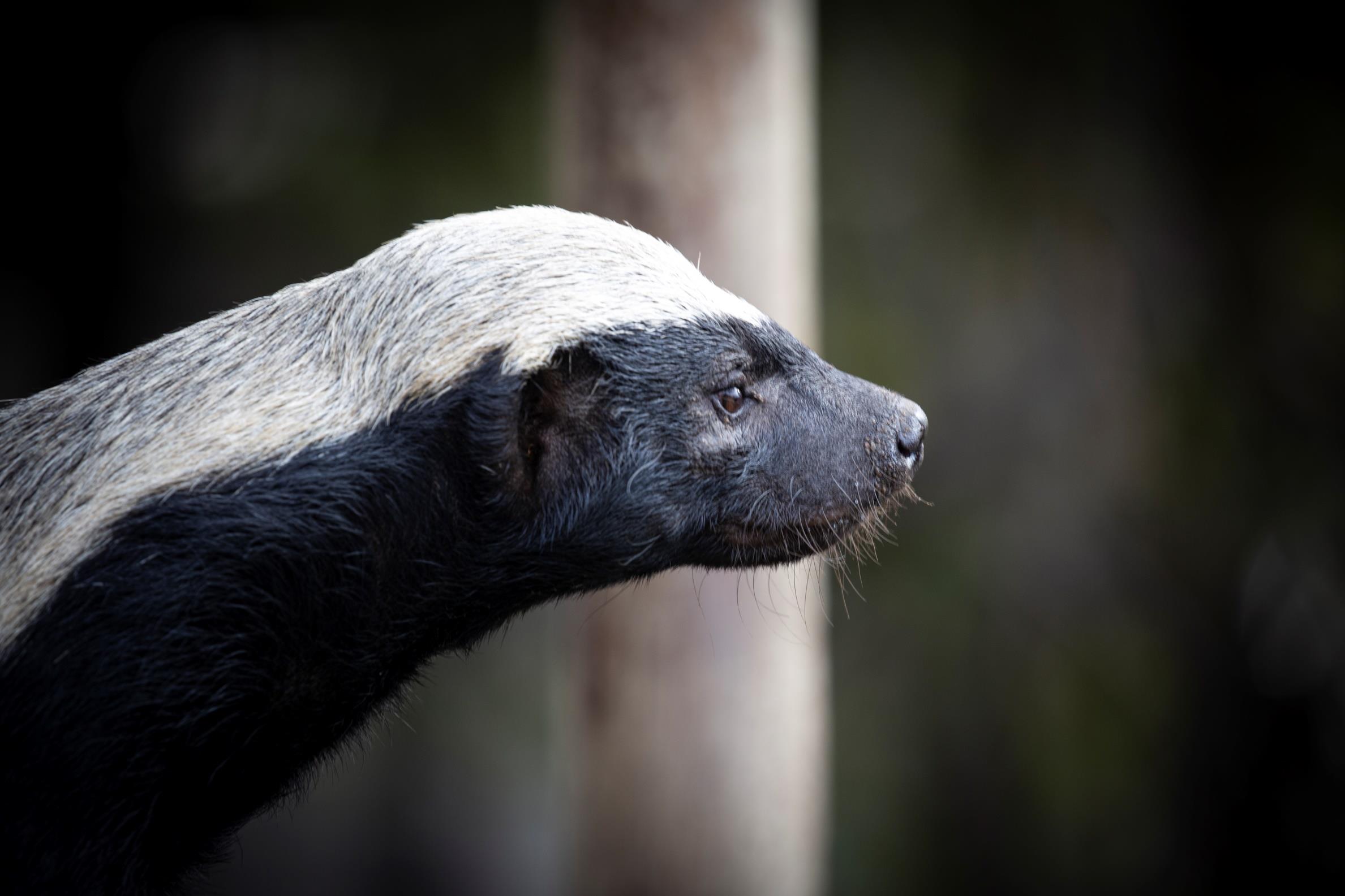 Animal Care And Conservation Field Trip - honey badger up close 