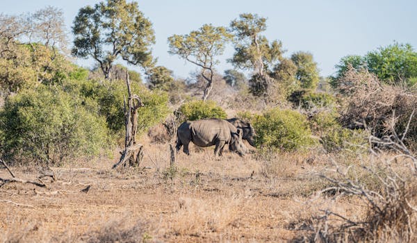 Rhino Conservation Experience - rhino in grazing in the bush