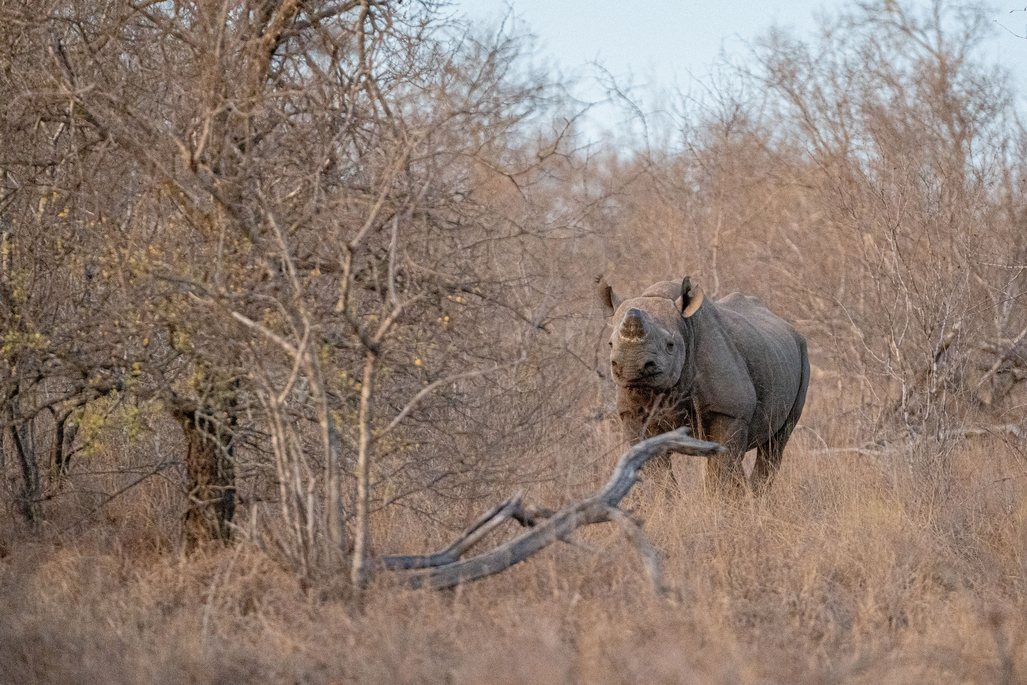Rhino Conservation Experience - rhino in the bush