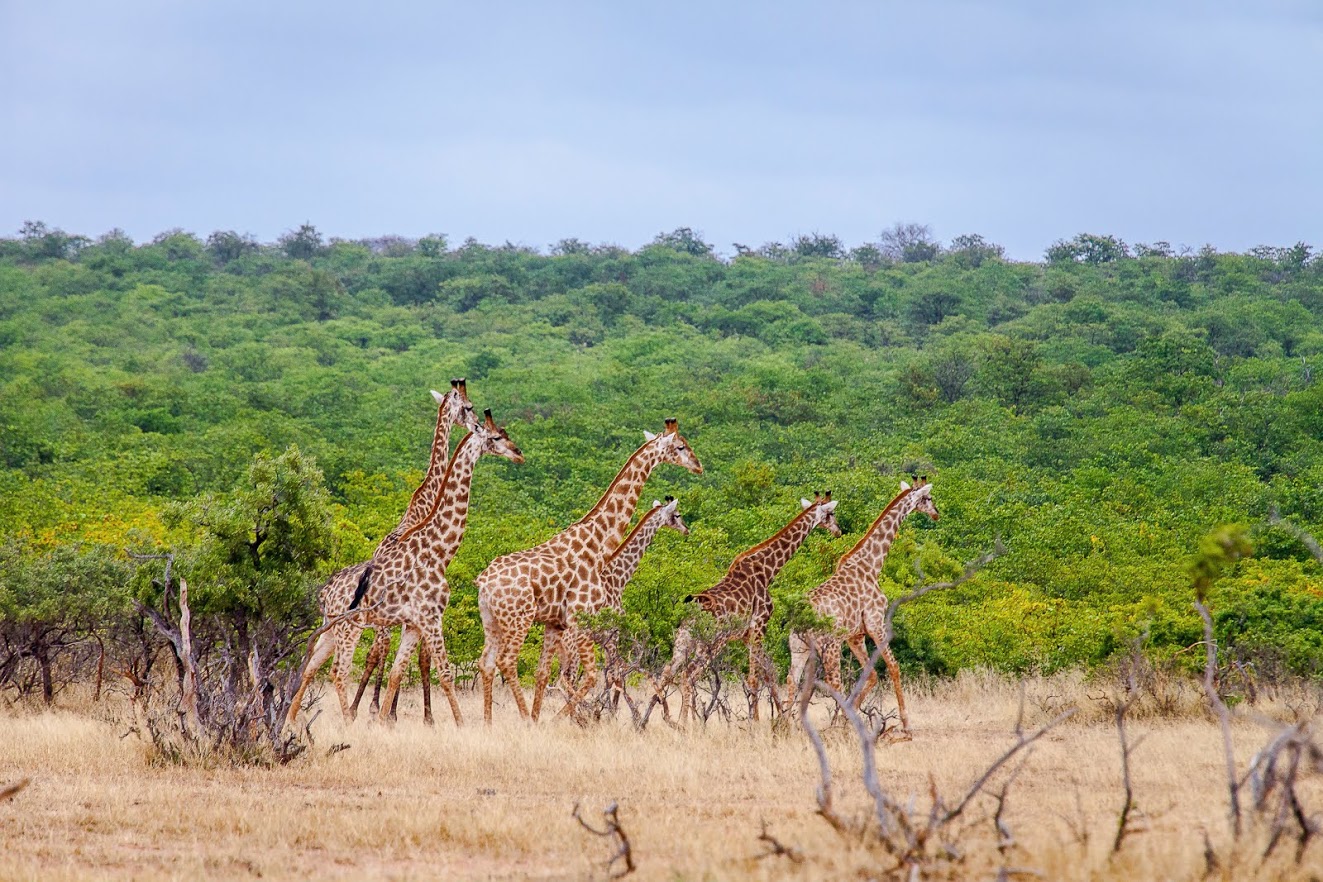 Game Ranger Conservation Experience - herd of giraffe in the bush