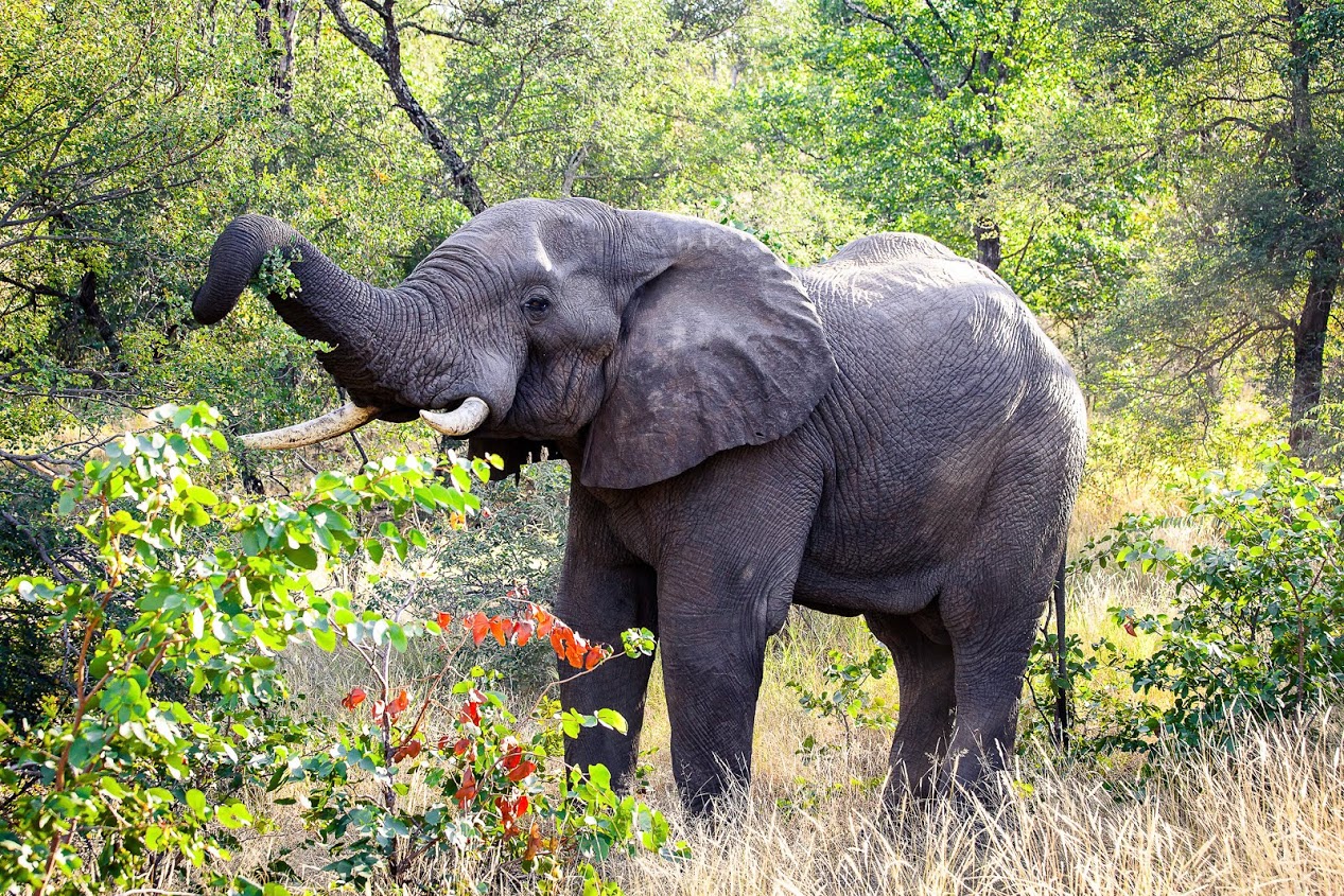 Game Ranger Conservation Experience - elephant eating leaves