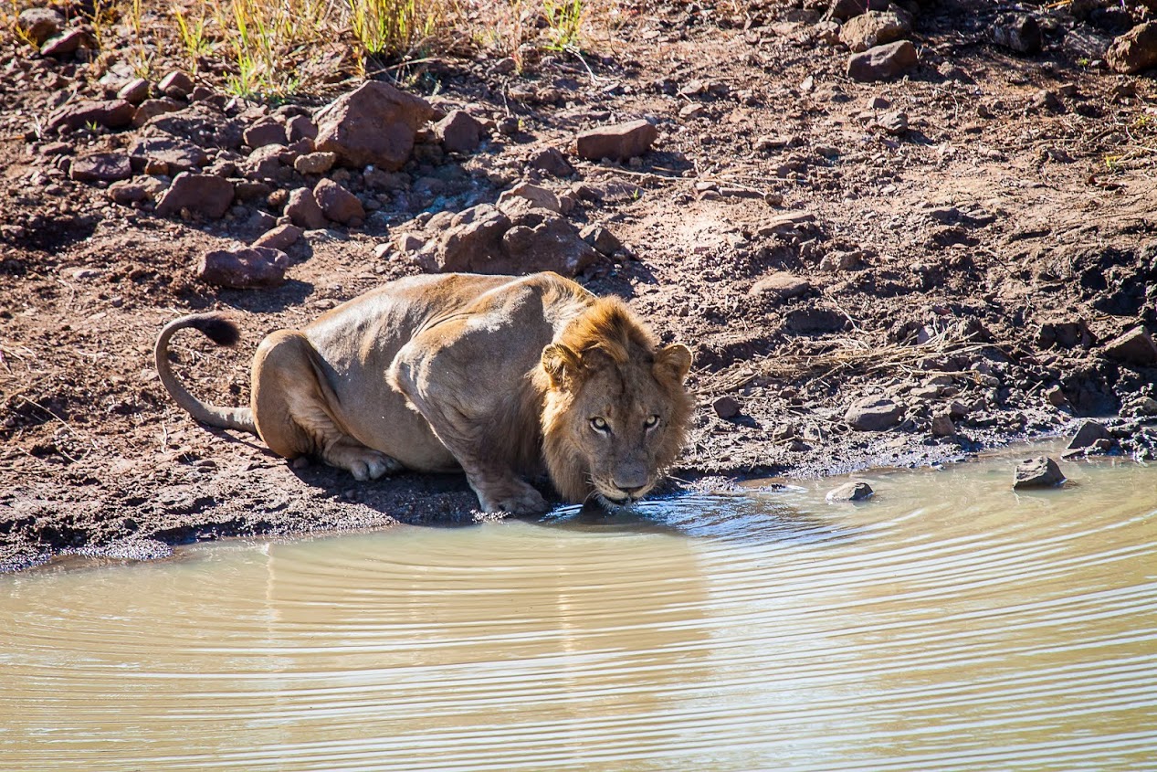 Game Ranger Conservation Experience - lion drinking from a watering hole