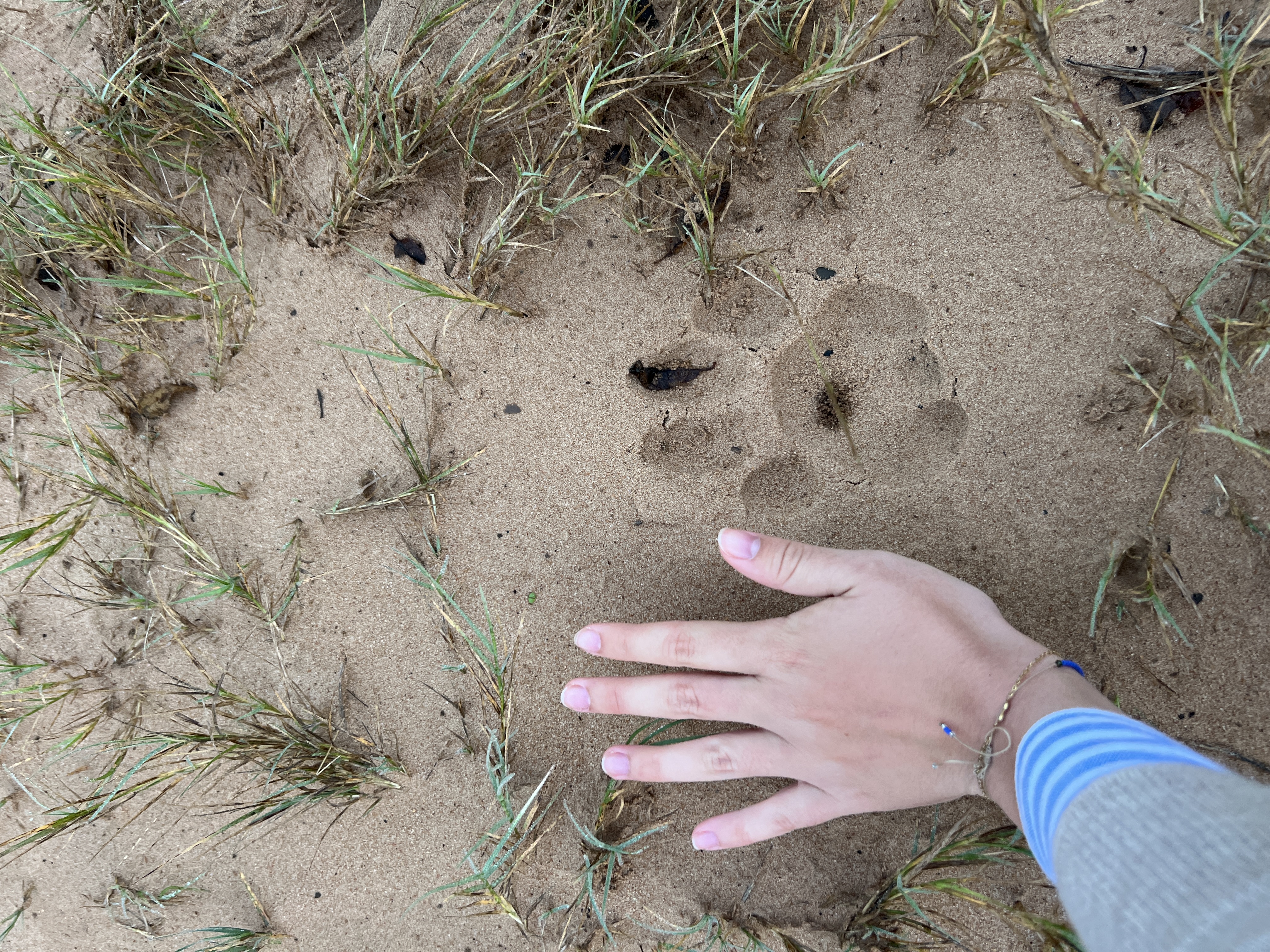 Game Ranger Conservation Experience - track compared to a hand