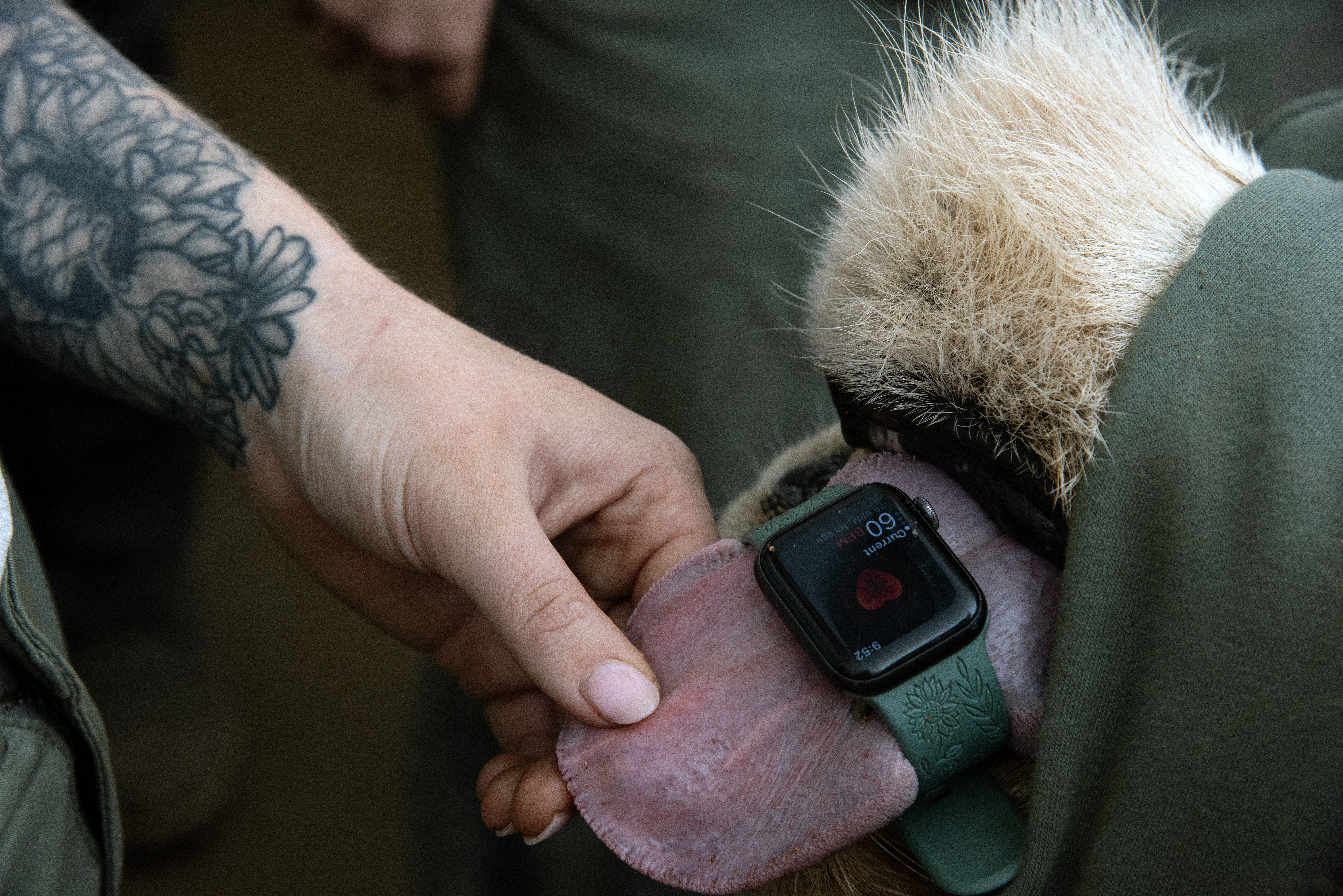The Savannah Veterinary Explorer - monitoring a sedated lion's heartbeat 