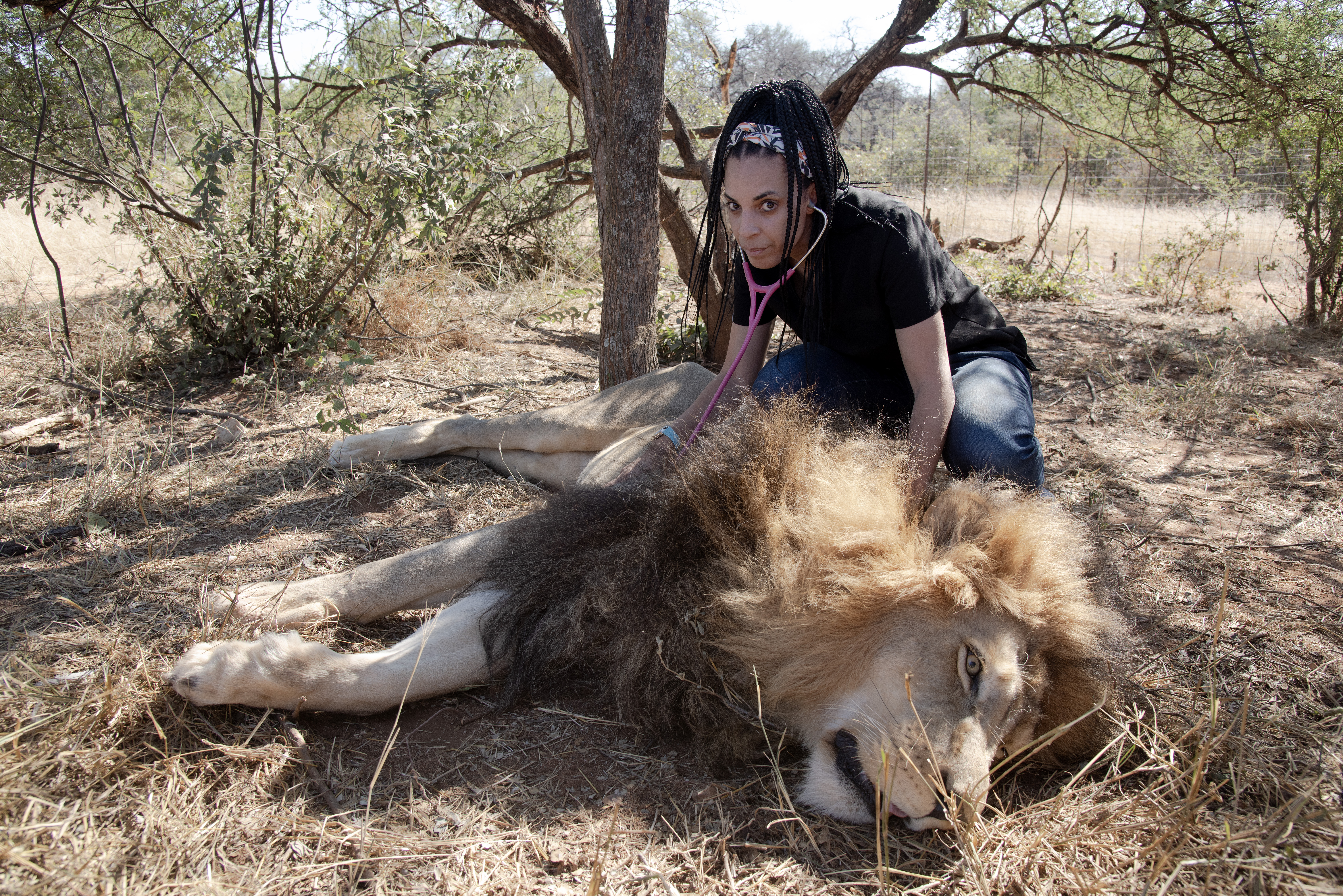 The Savannah Veterinary Explorer - measuring a sedated lion's heartbeat