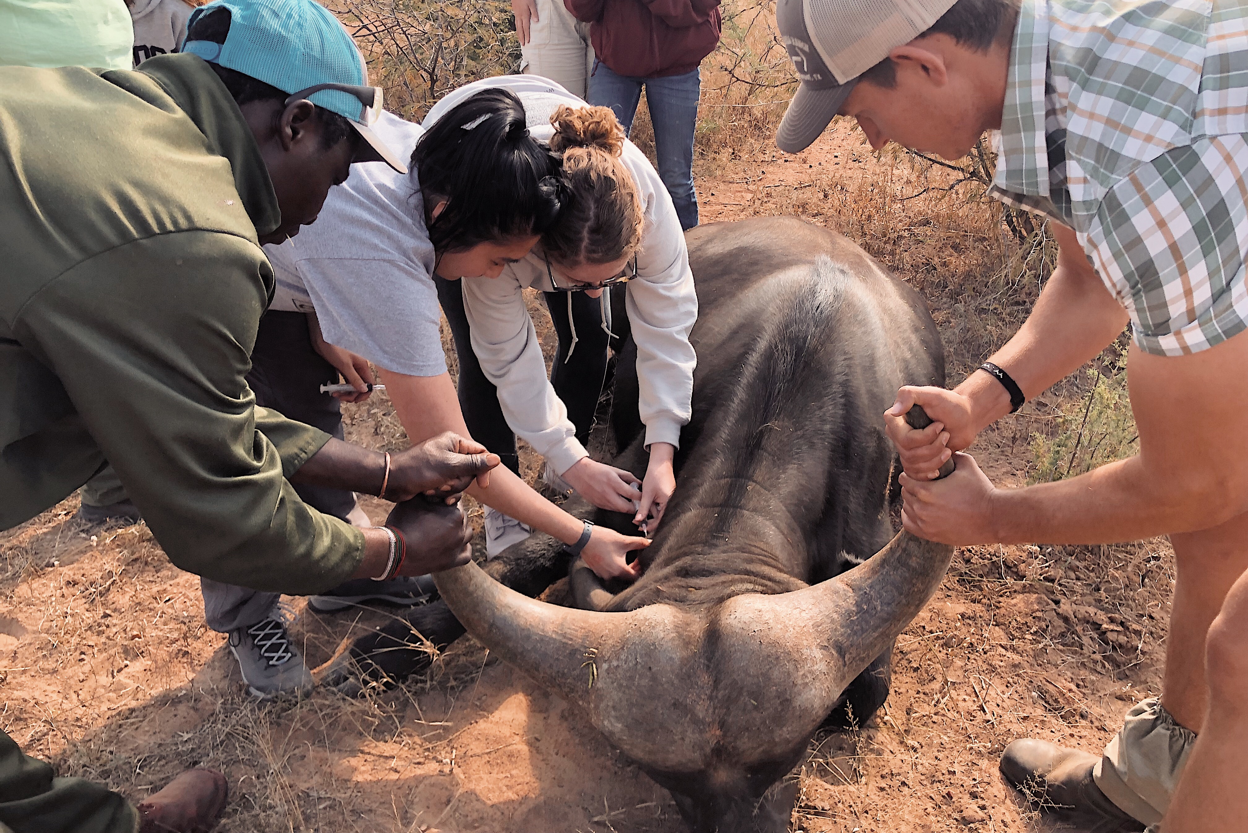 The Savannah Veterinary Explorer - group restraining and injecting a buffalo