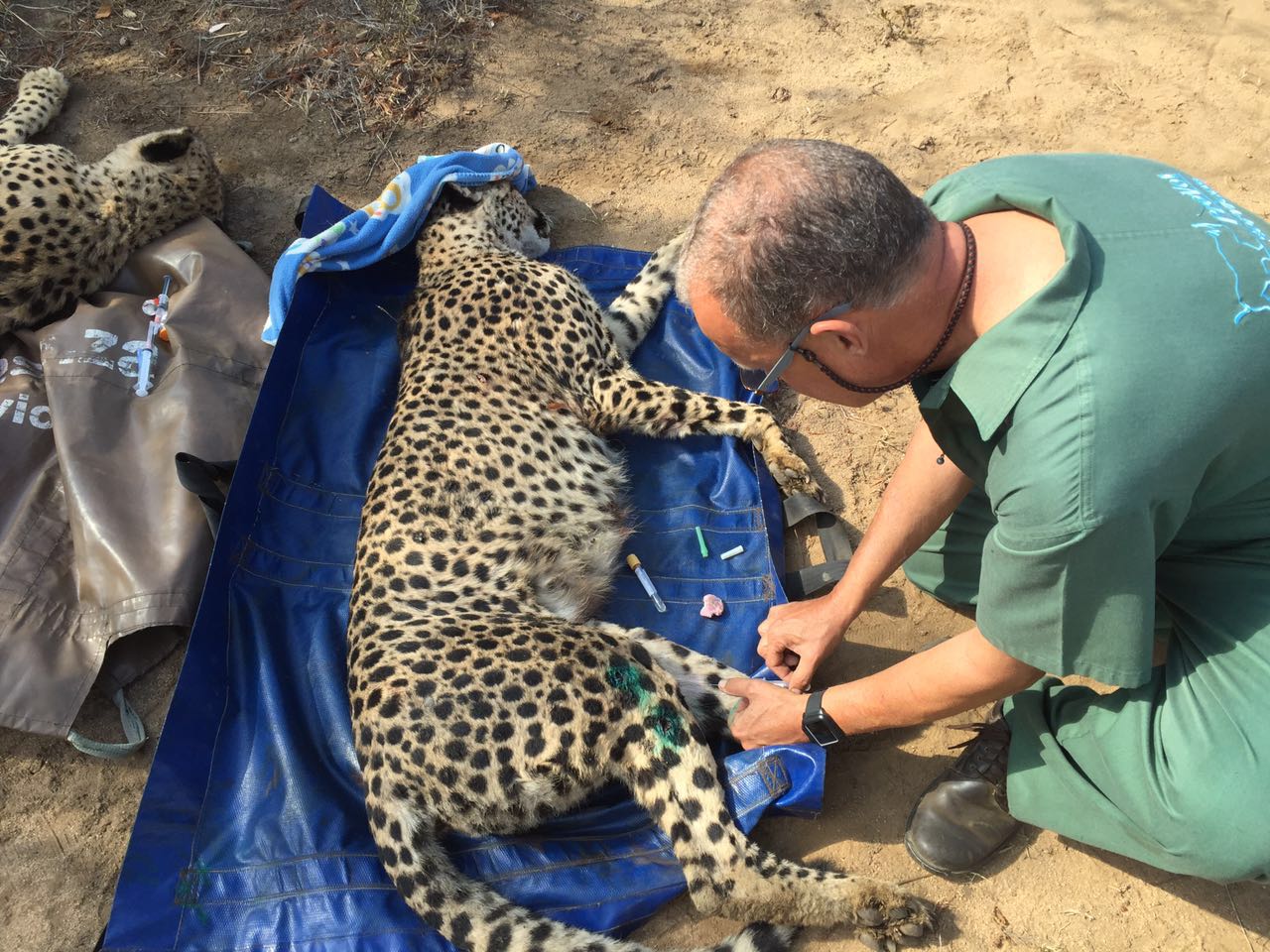 The Savannah Veterinary Explorer - vet working on a sedated cheetah 