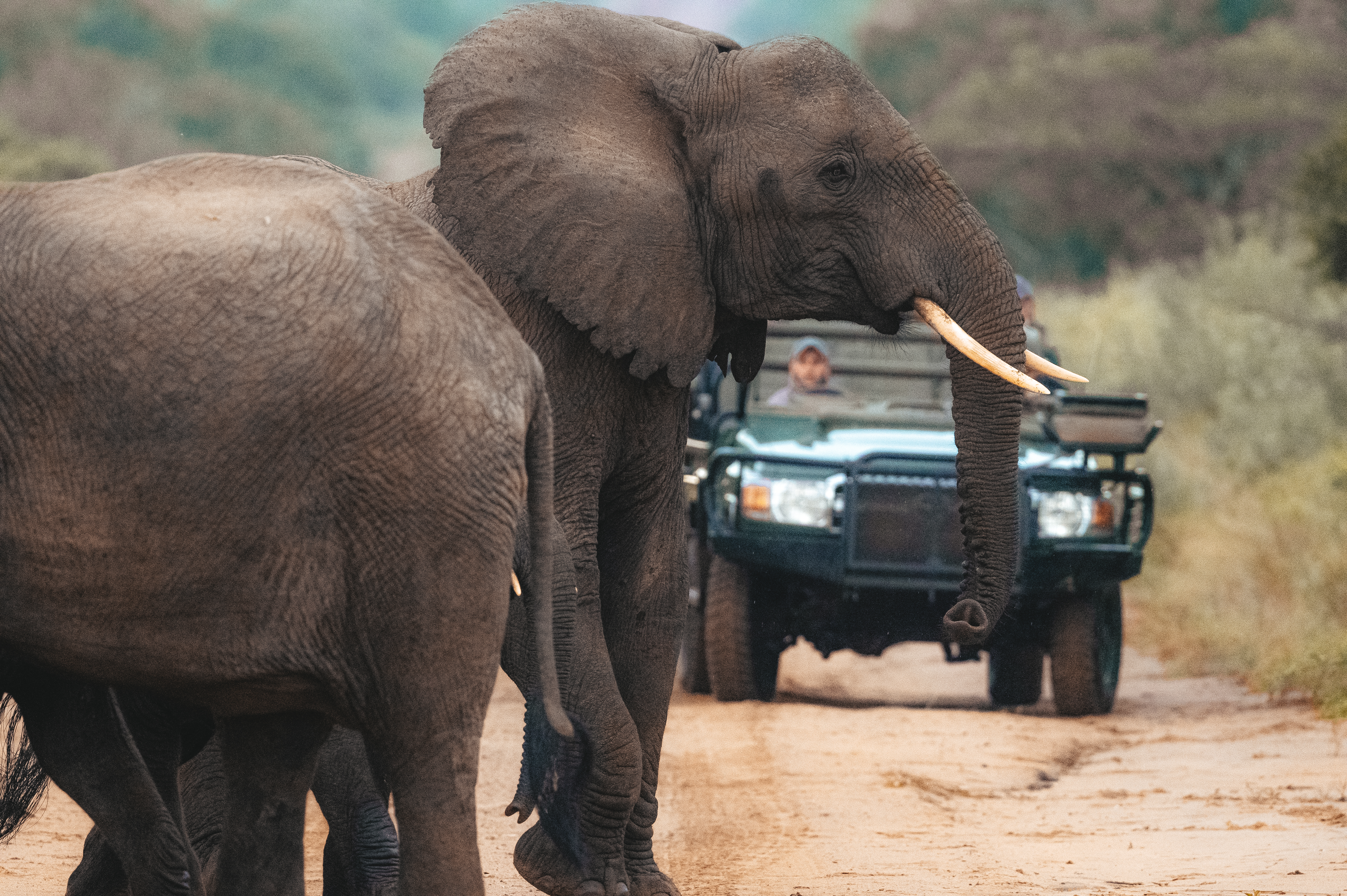 The Savannah Veterinary Explorer - elephants on the track