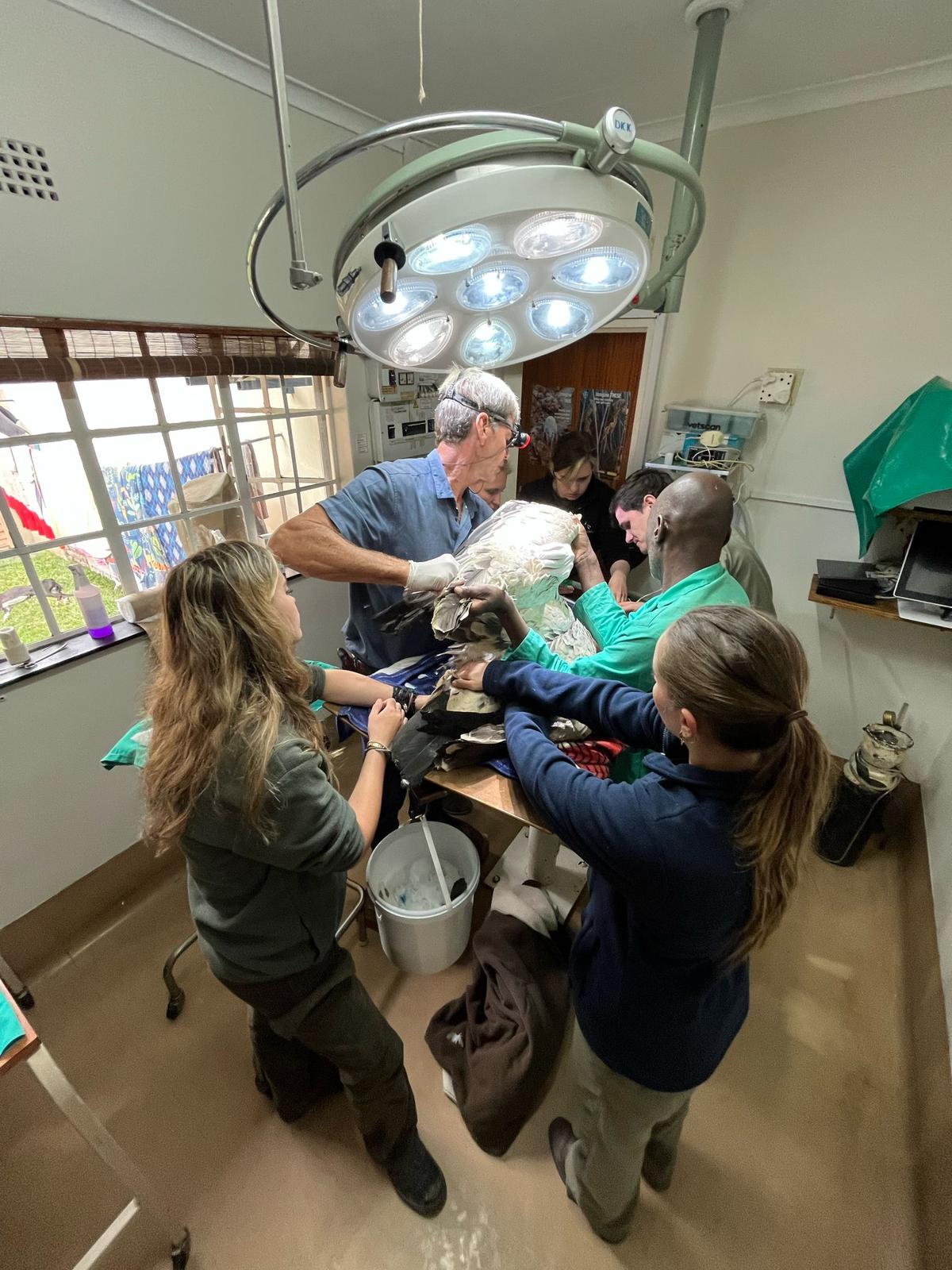 The Savannah Veterinary Explorer - vet operating on a vulture