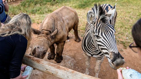 The ‘All In’ Gap Year Experience - volunteers feeding baby rhino and zebra