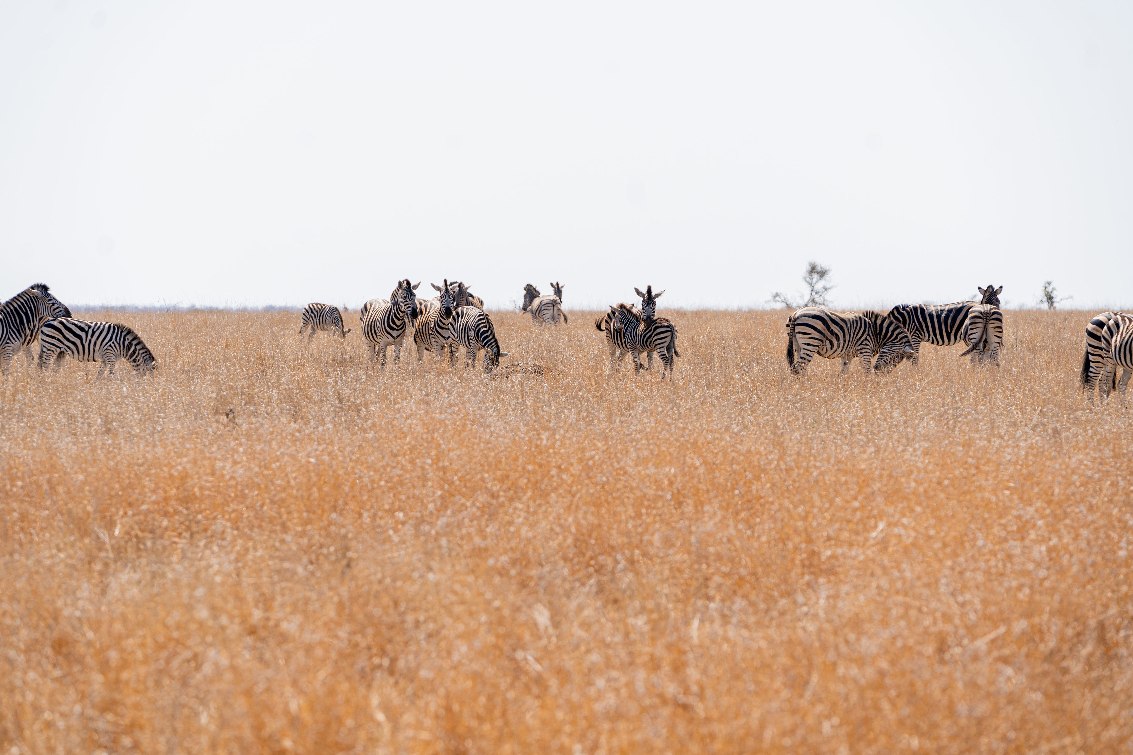 A New Side To The Kruger - a dazzel of zebra in the bush