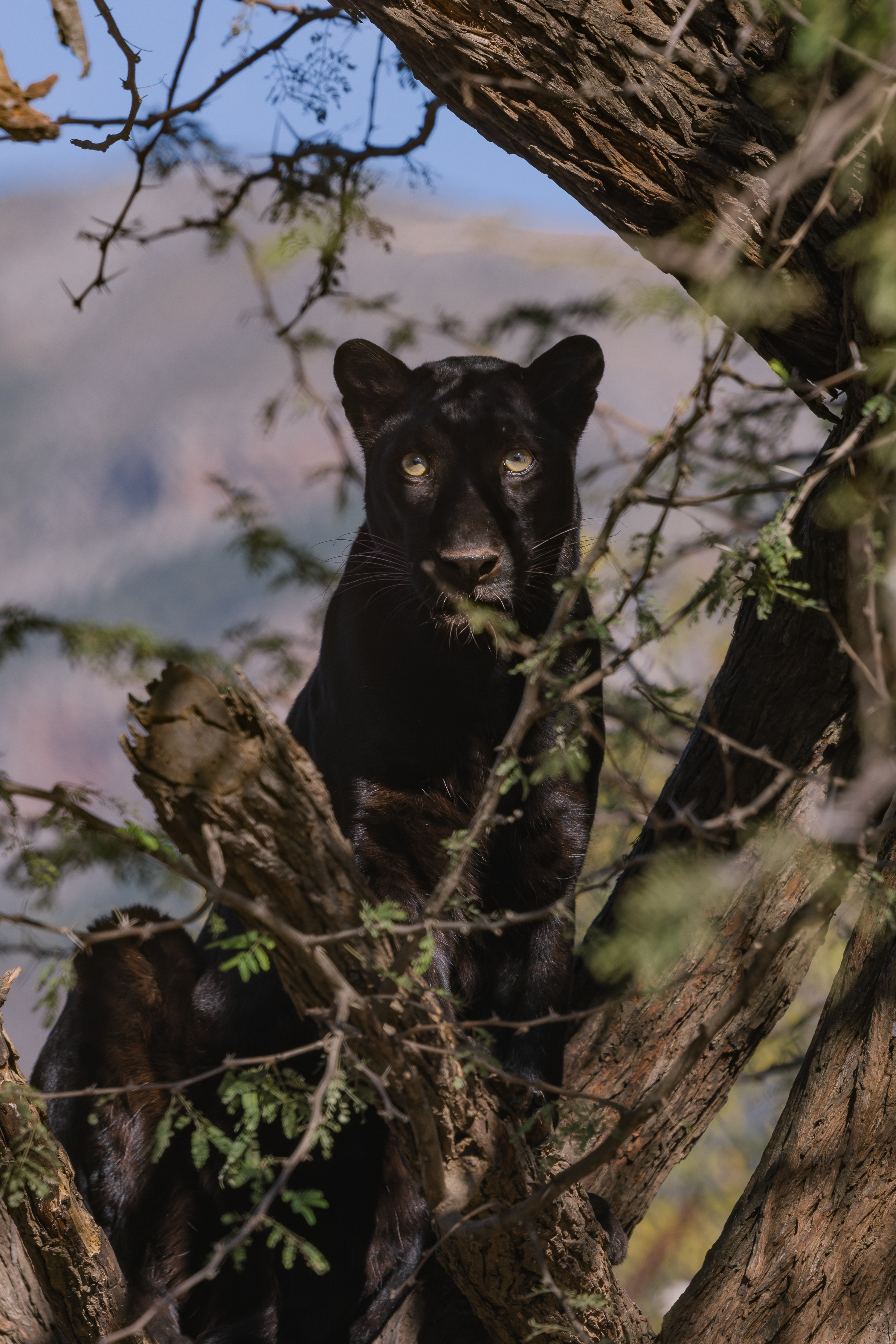 A New Side To The Kruger - black panther in a tree
