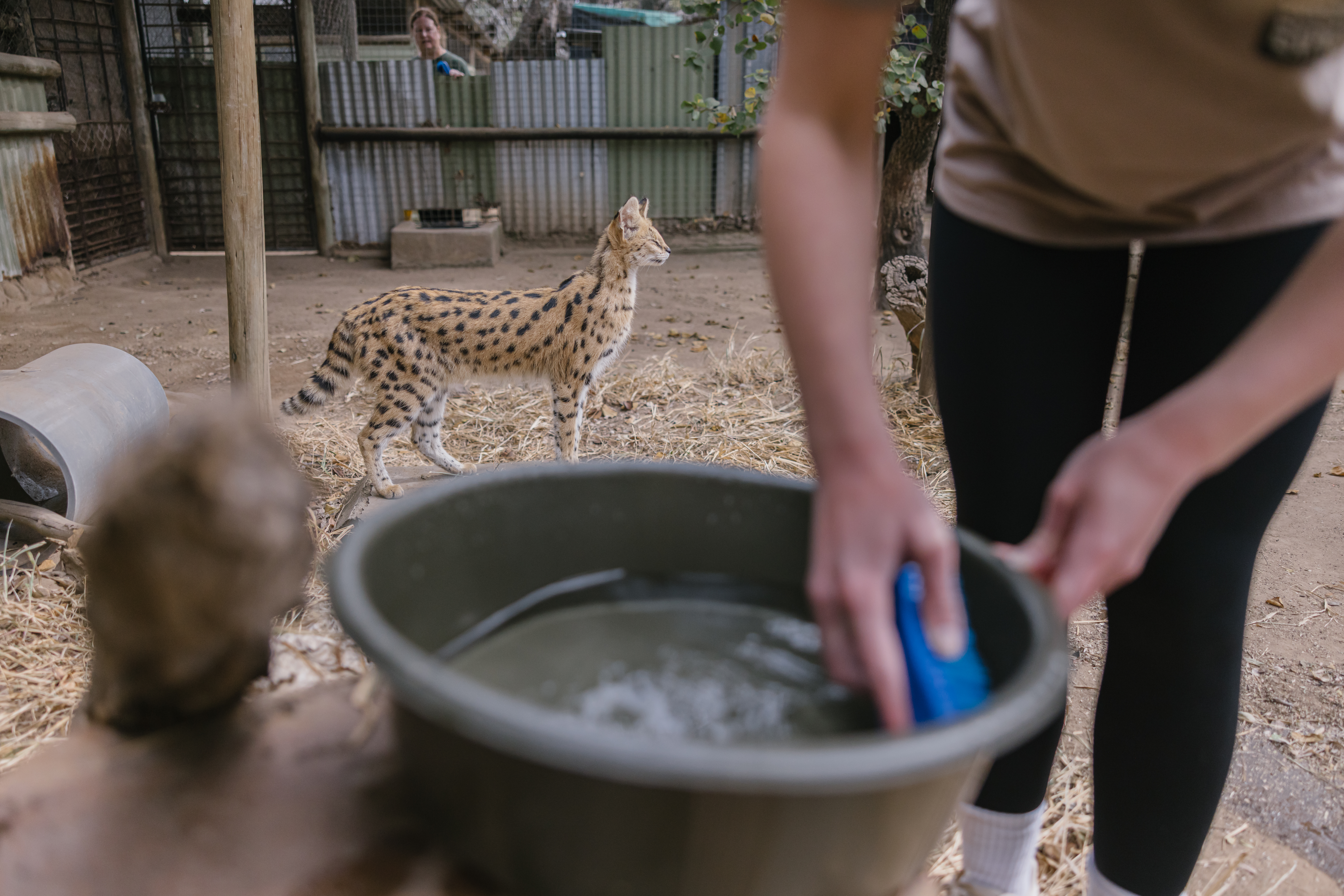 A New Side To The Kruger - volunteer cleaning a serval enclosure