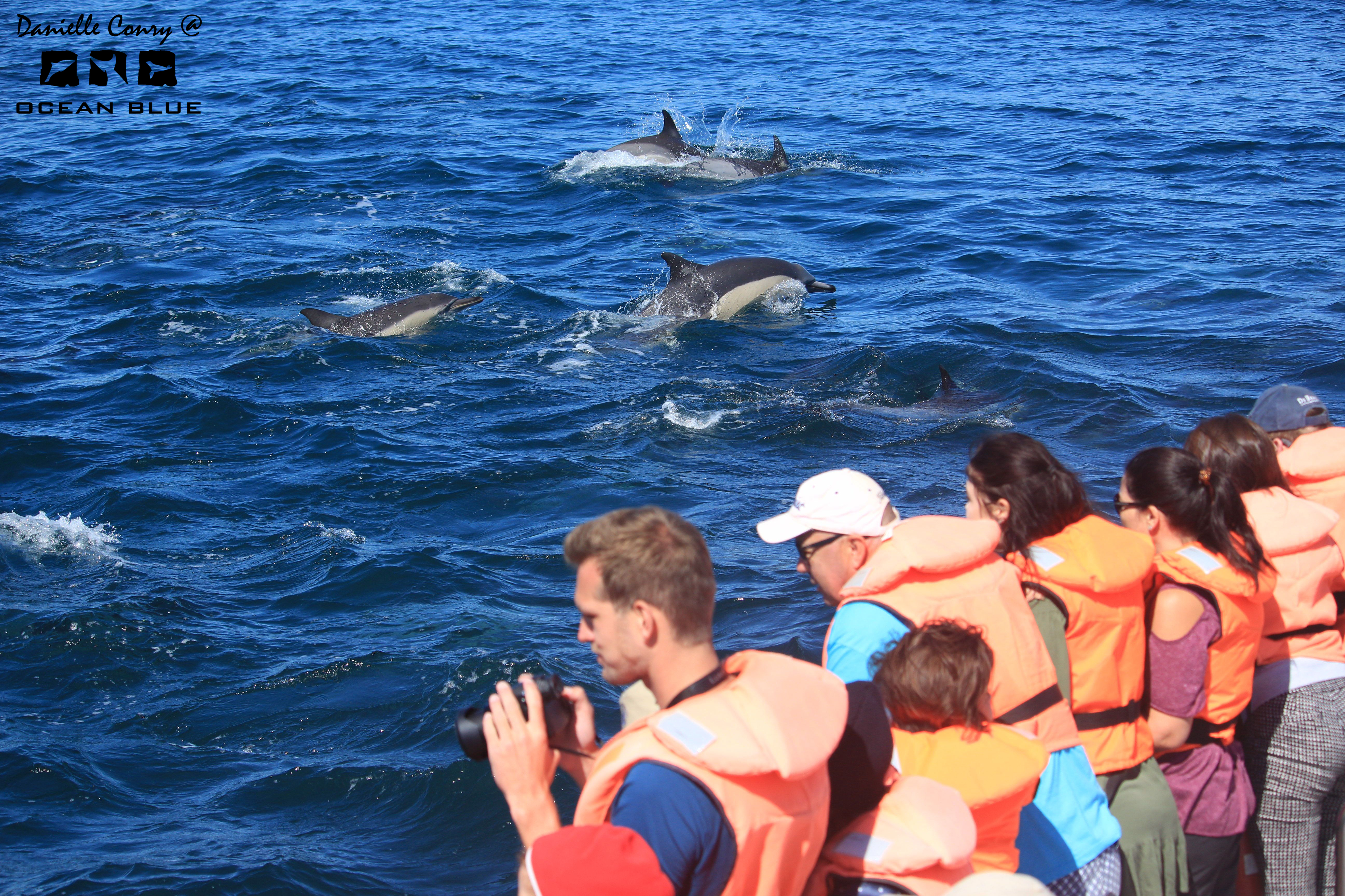 Coastal Conservation Project - volunteers observing dolphins in the ocean