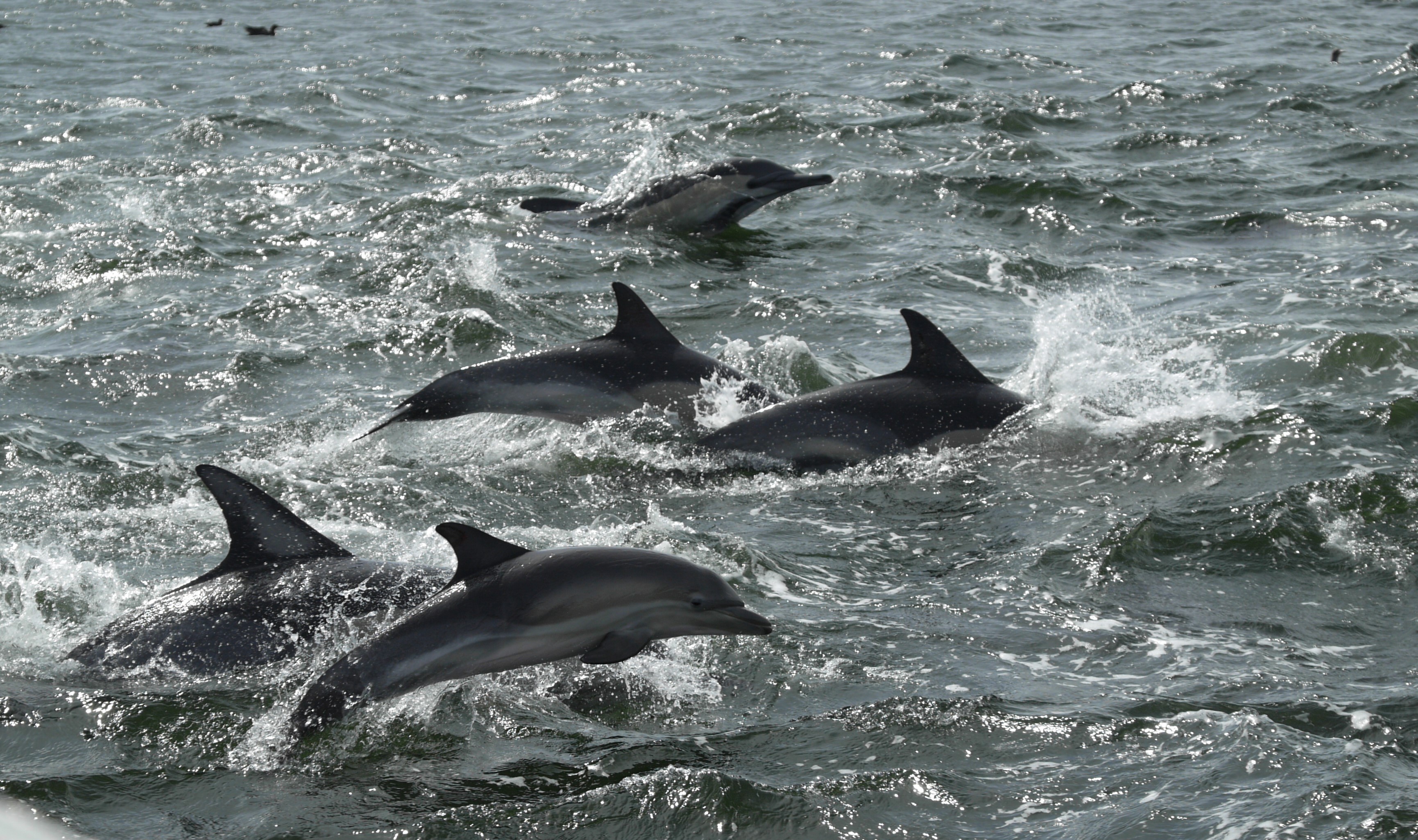 Coastal Conservation Project - pod of dolphins in the ocean