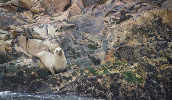 Coastal Conservation Project - seal posing on the rocks