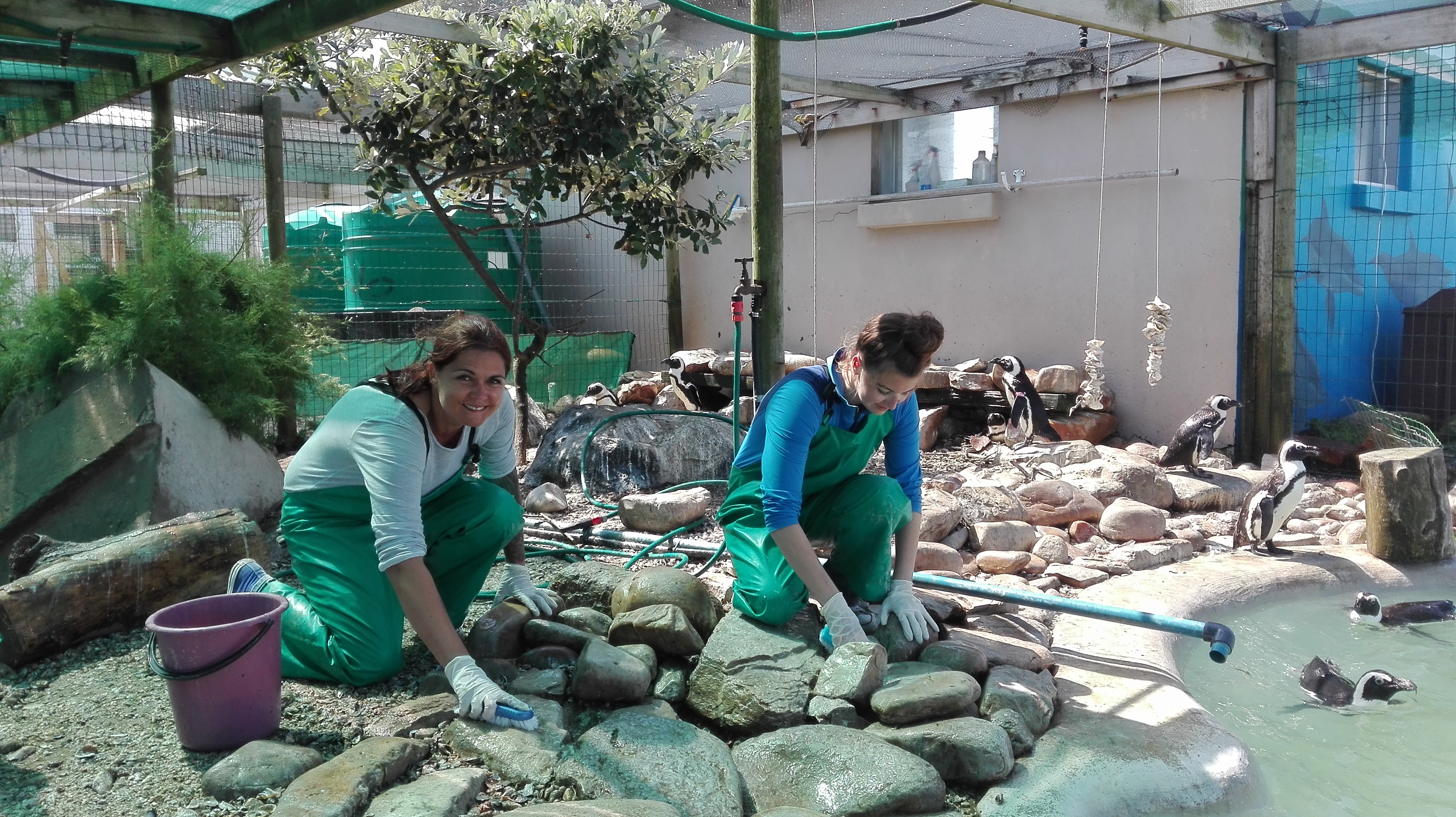 Coastal Conservation Project - volunteers cleaning the penguin enclosure 