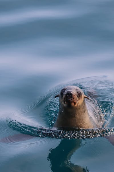 Marine conservation volunteering - Marine Conservation - Coastal Conservation Project - seal in the water