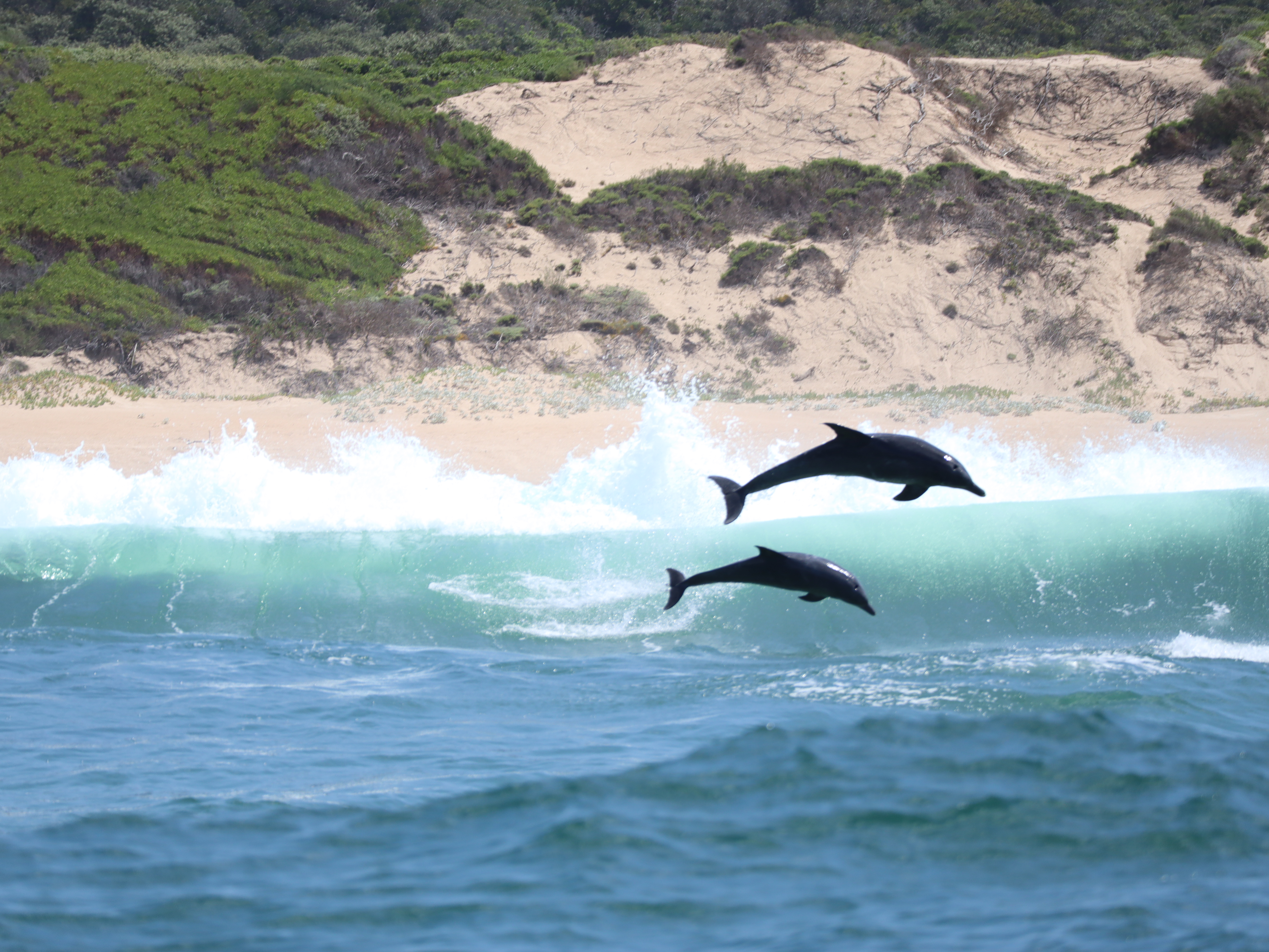 Coastal Conservation Project - dolphins jumping out of the water