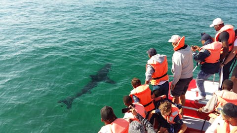Coastal Conservation Project - volunteers observing a shark in the water 