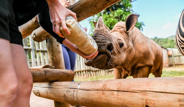 Care For Wild Africa Rhino Sanctuary - volunteer bottle feeding baby rhino