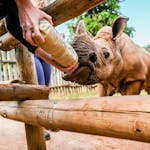 Care For Wild Africa Rhino Sanctuary - volunteer bottle feeding baby rhino