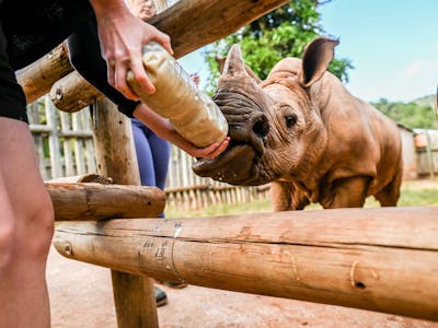 Care For Wild Africa Rhino Sanctuary - volunteer bottle feeding baby rhino