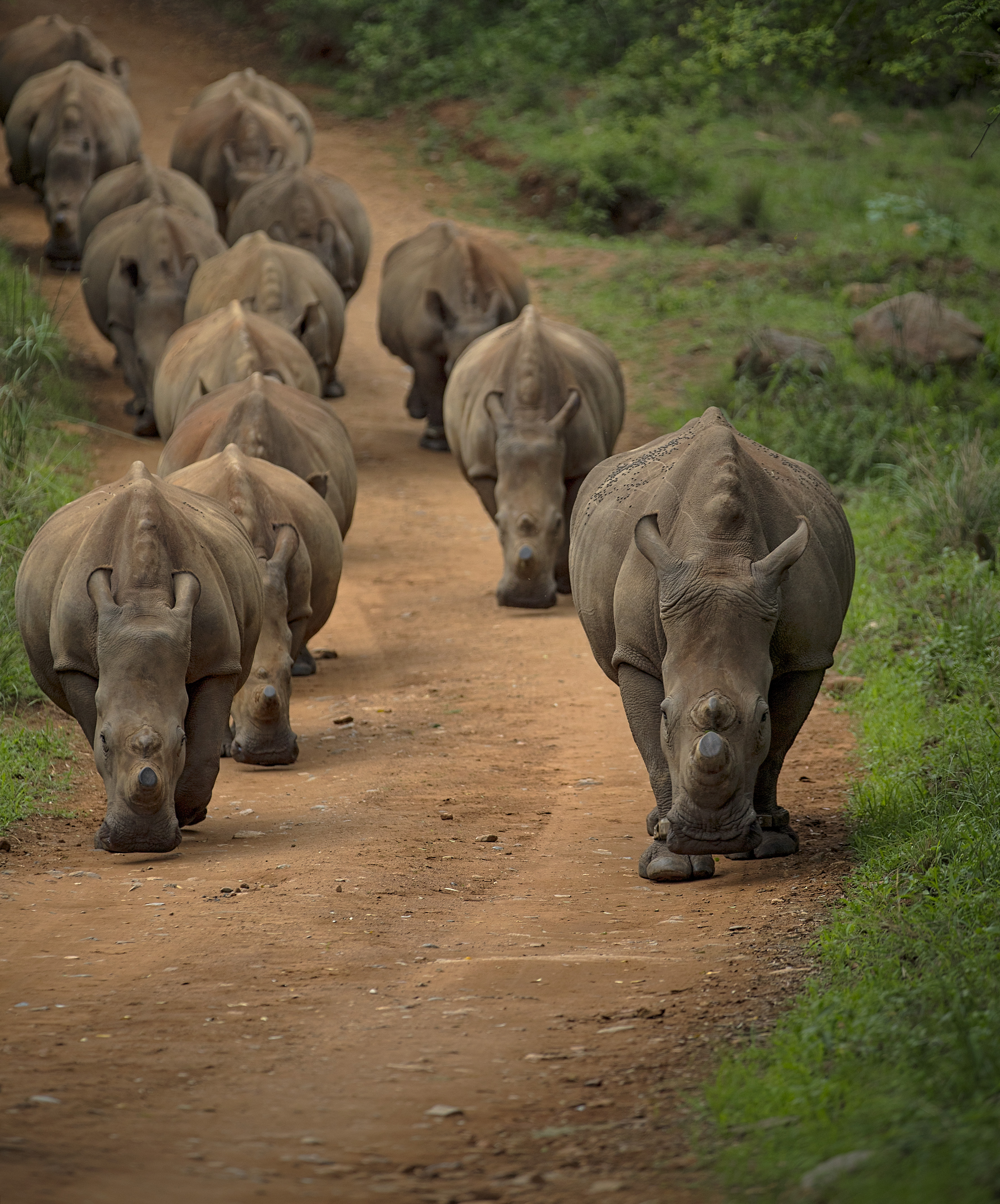 Care For Wild Africa Rhino Sanctuary - herd of rhinos walking on a track