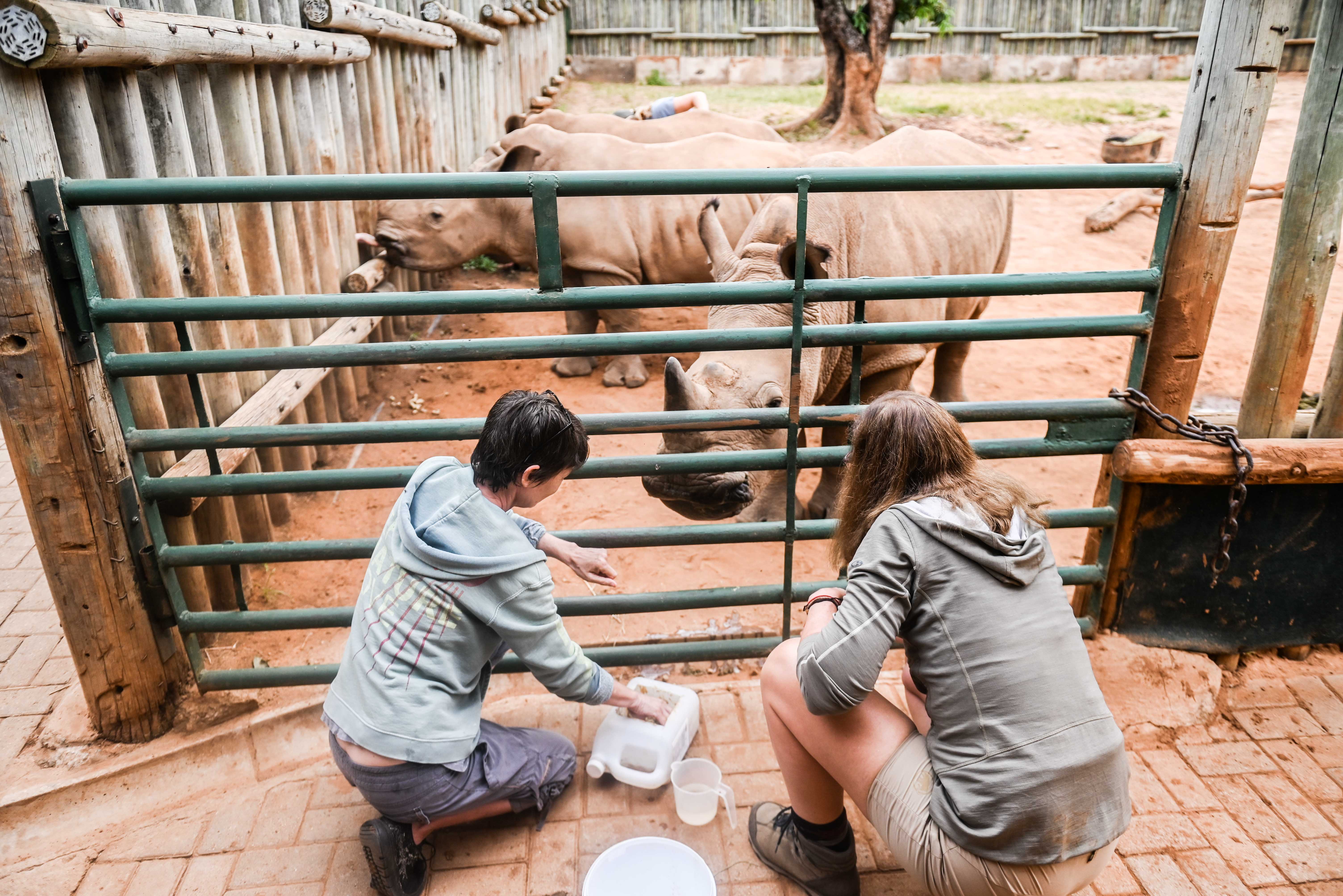 Care For Wild Africa Rhino Sanctuary - volunteers feeding rhinos
