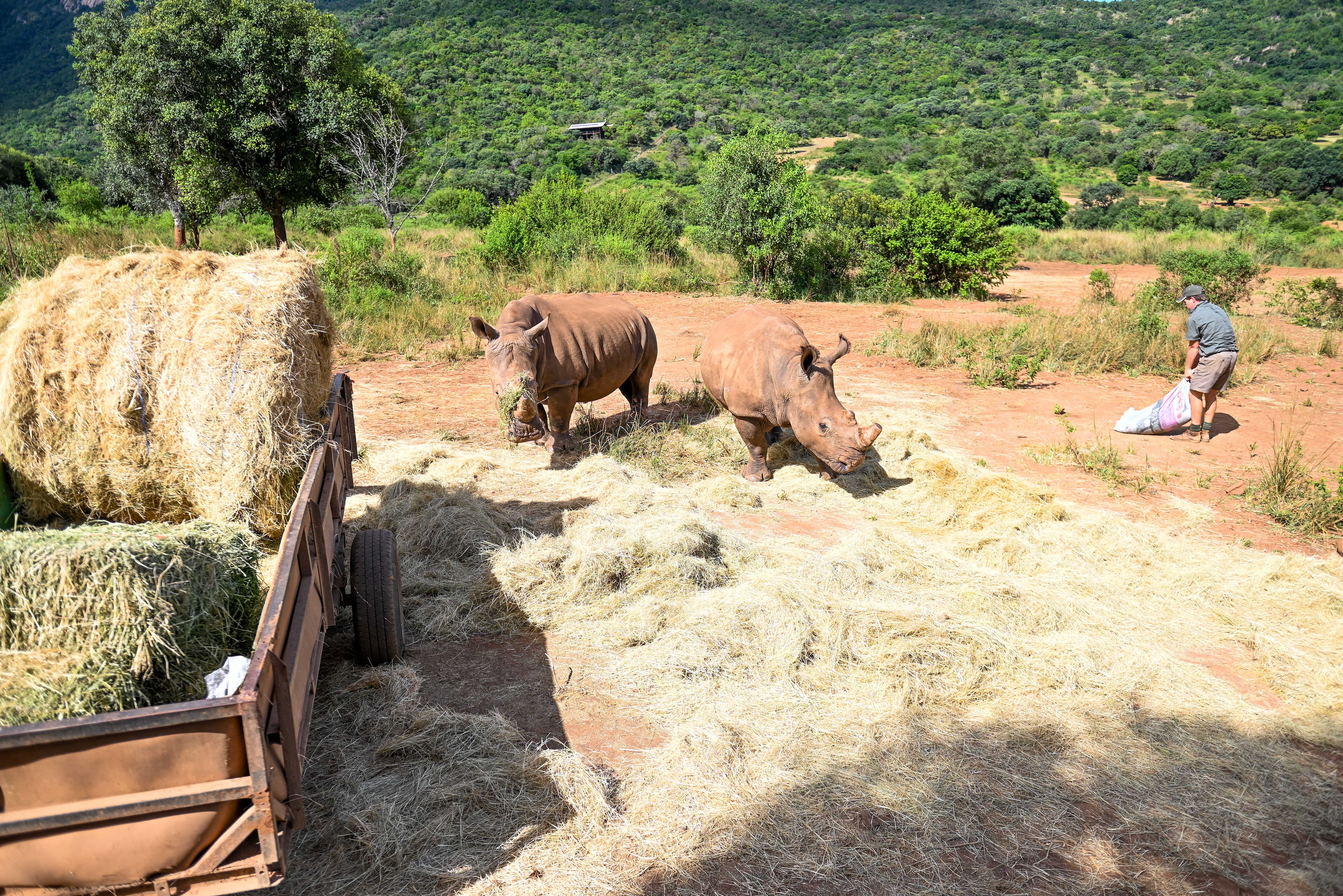Care For Wild Africa Rhino Sanctuary - rhinos eating hay