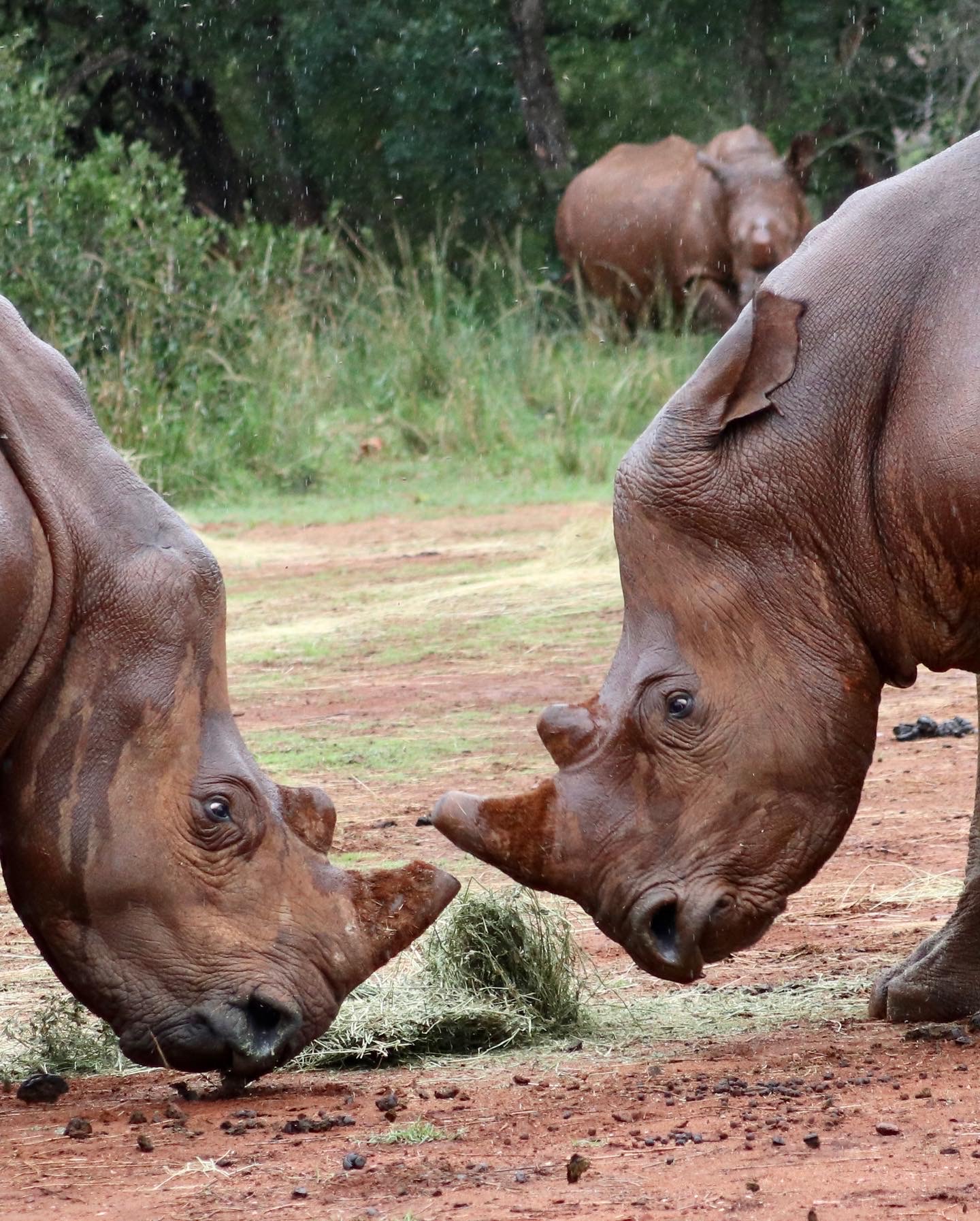 Care For Wild Africa Rhino Sanctuary - two rhinos feeding