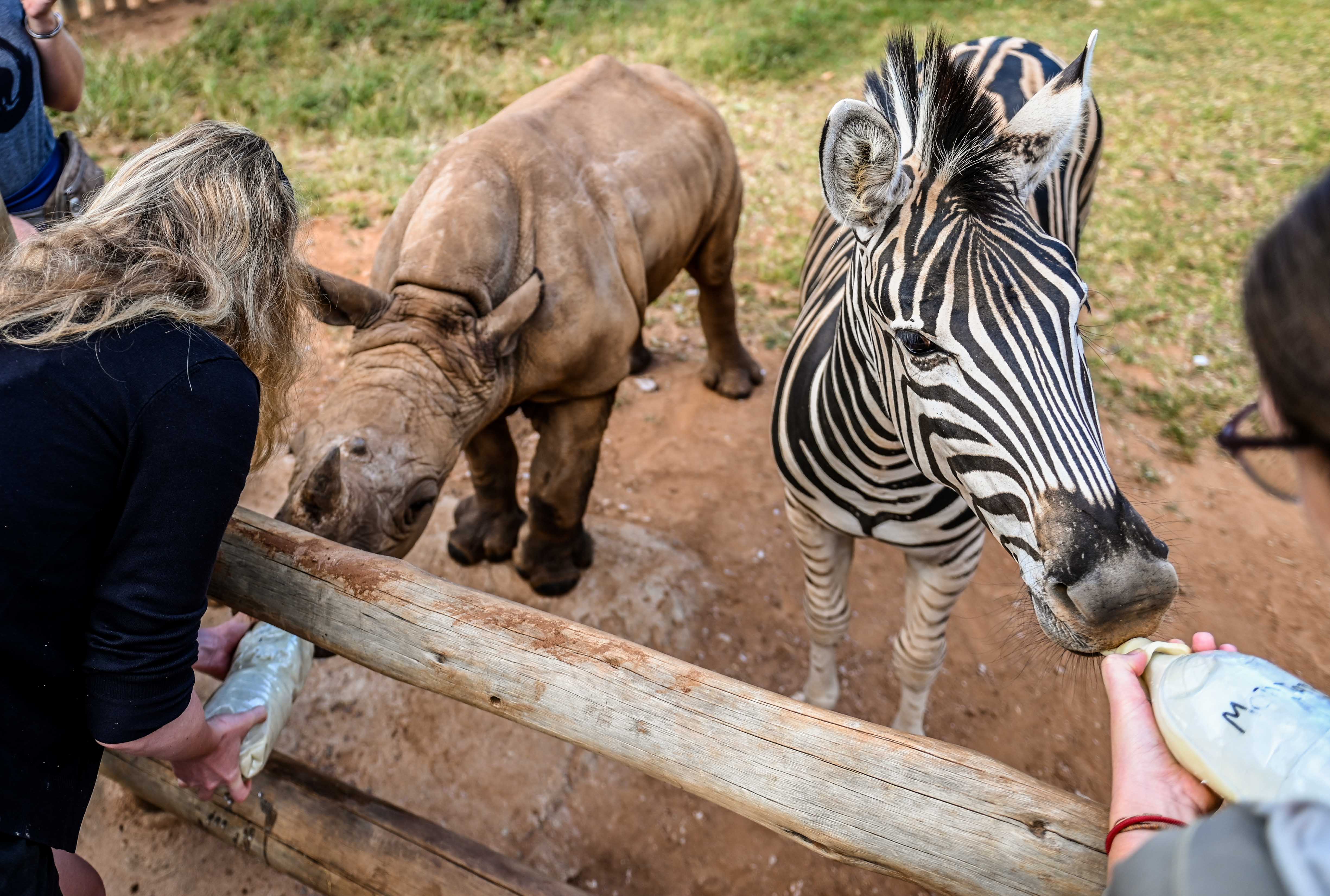 Care For Wild Africa Rhino Sanctuary - rhino and zebra being fed 