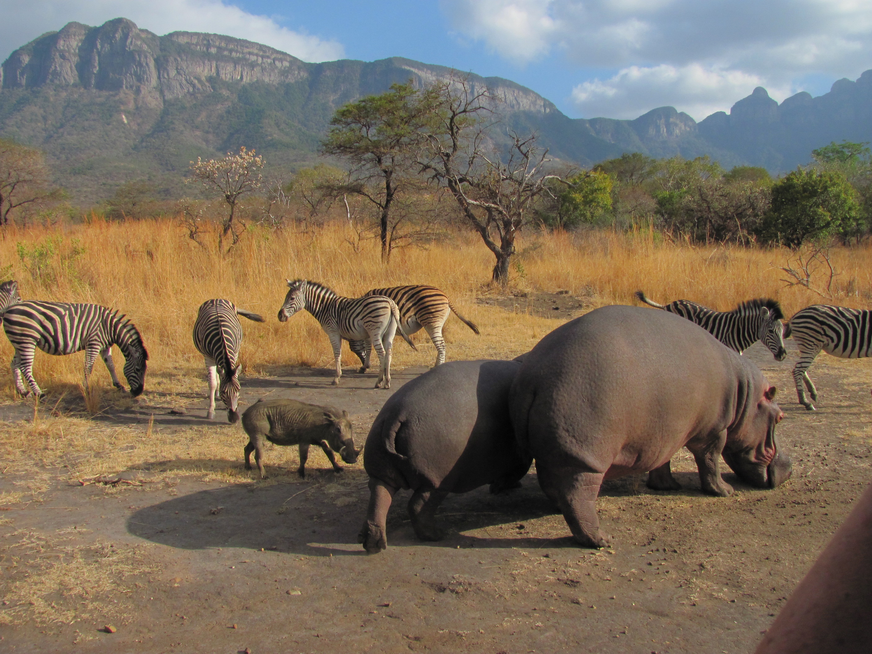 Moholoholo Wildlife Rehabilitation Centre - wildlife grazing together