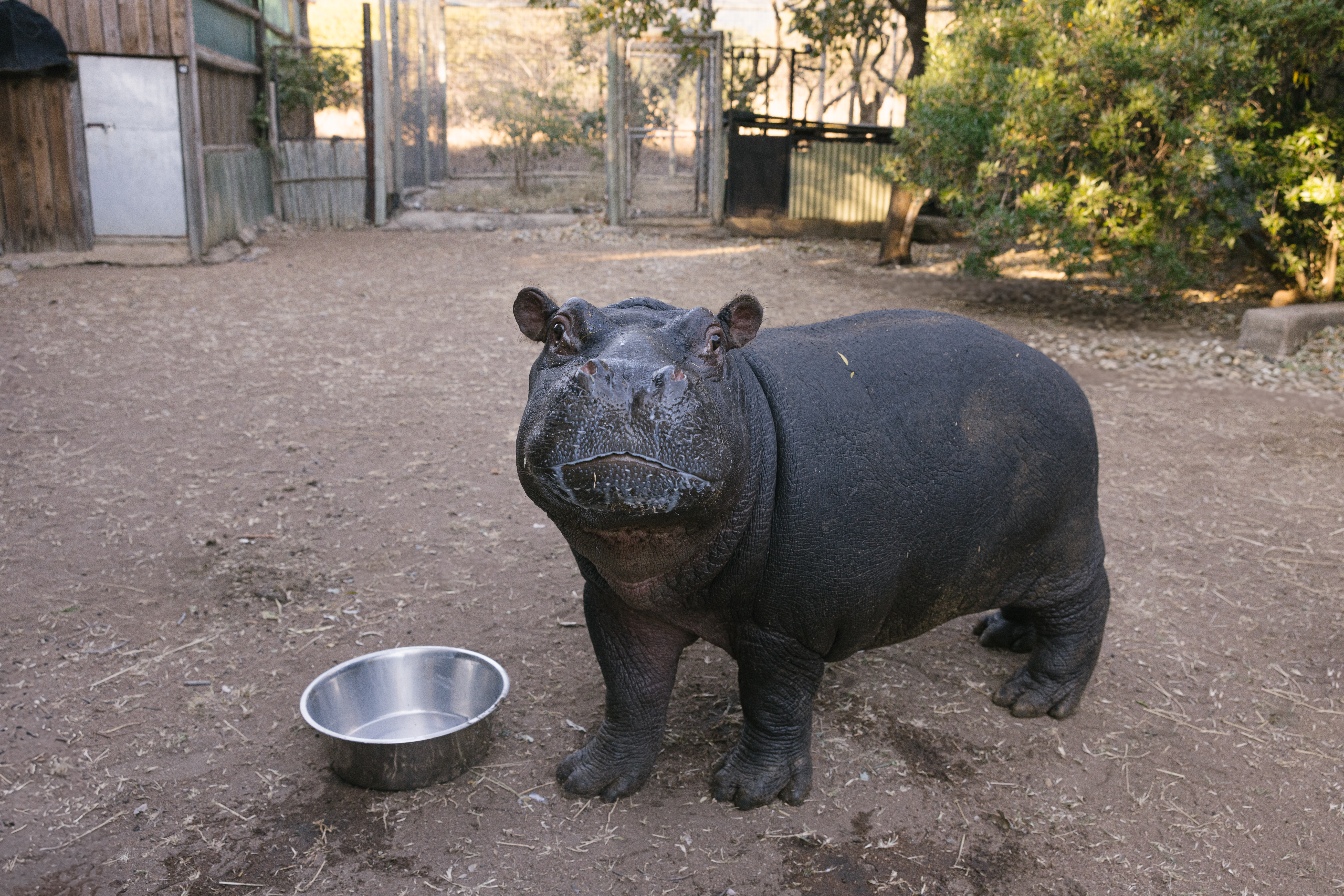 Moholoholo Wildlife Rehabilitation Centre - hippo looking at the camera