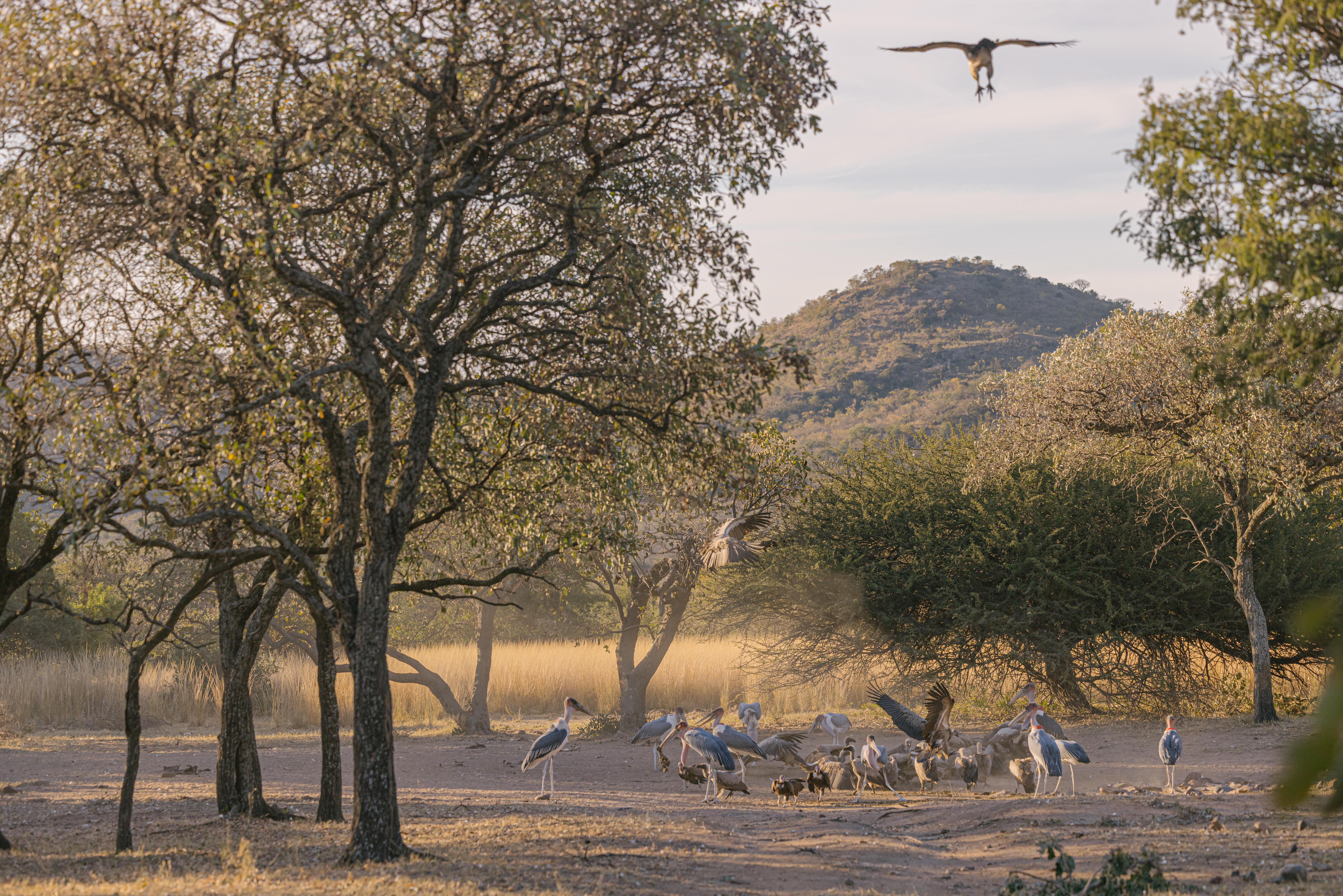 Moholoholo Wildlife Rehabilitation Centre - bird crowding at the vulture restaurant 