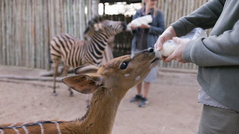 Wildlife rehabilitation volunteer opportunities - Wildlife Care & Rehabilitation - Moholoholo Wildlife Rehabilitation Centre - volunteer bottle feeding