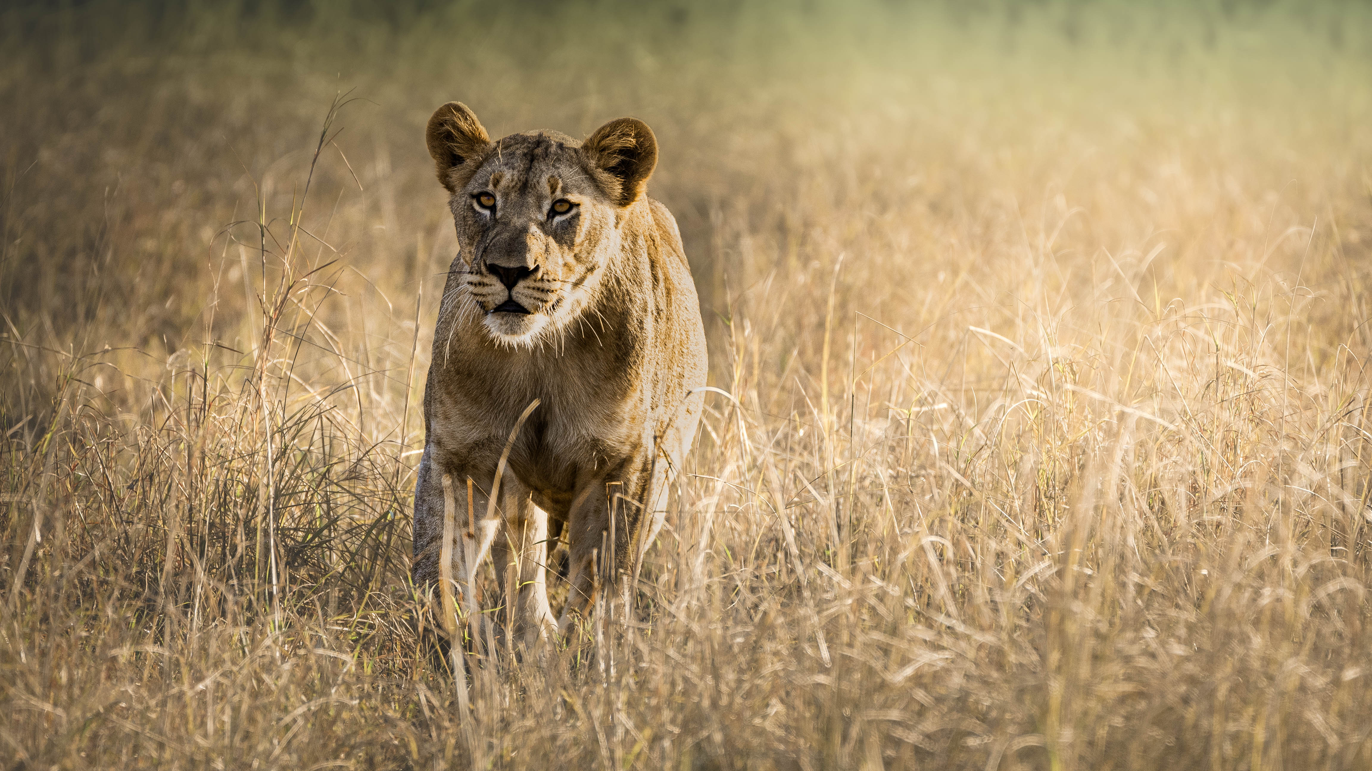 Phinda Wildlife Research Project - lioness in the bush 