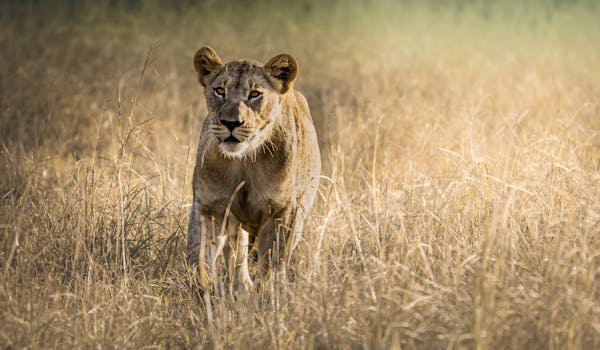 Phinda Wildlife Research Project - lioness in the bush