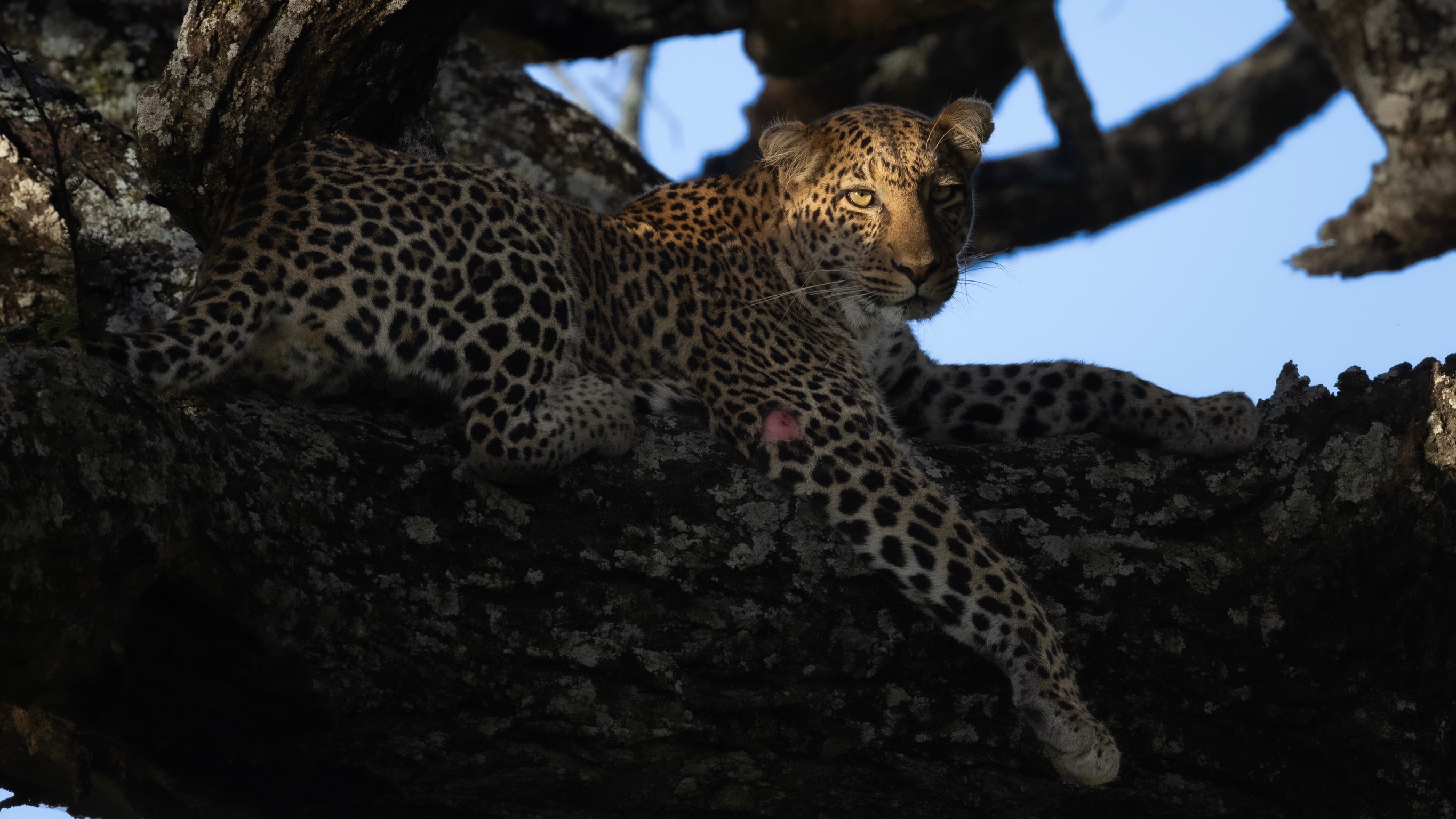 Phinda Wildlife Research Project - leopard in a tree 