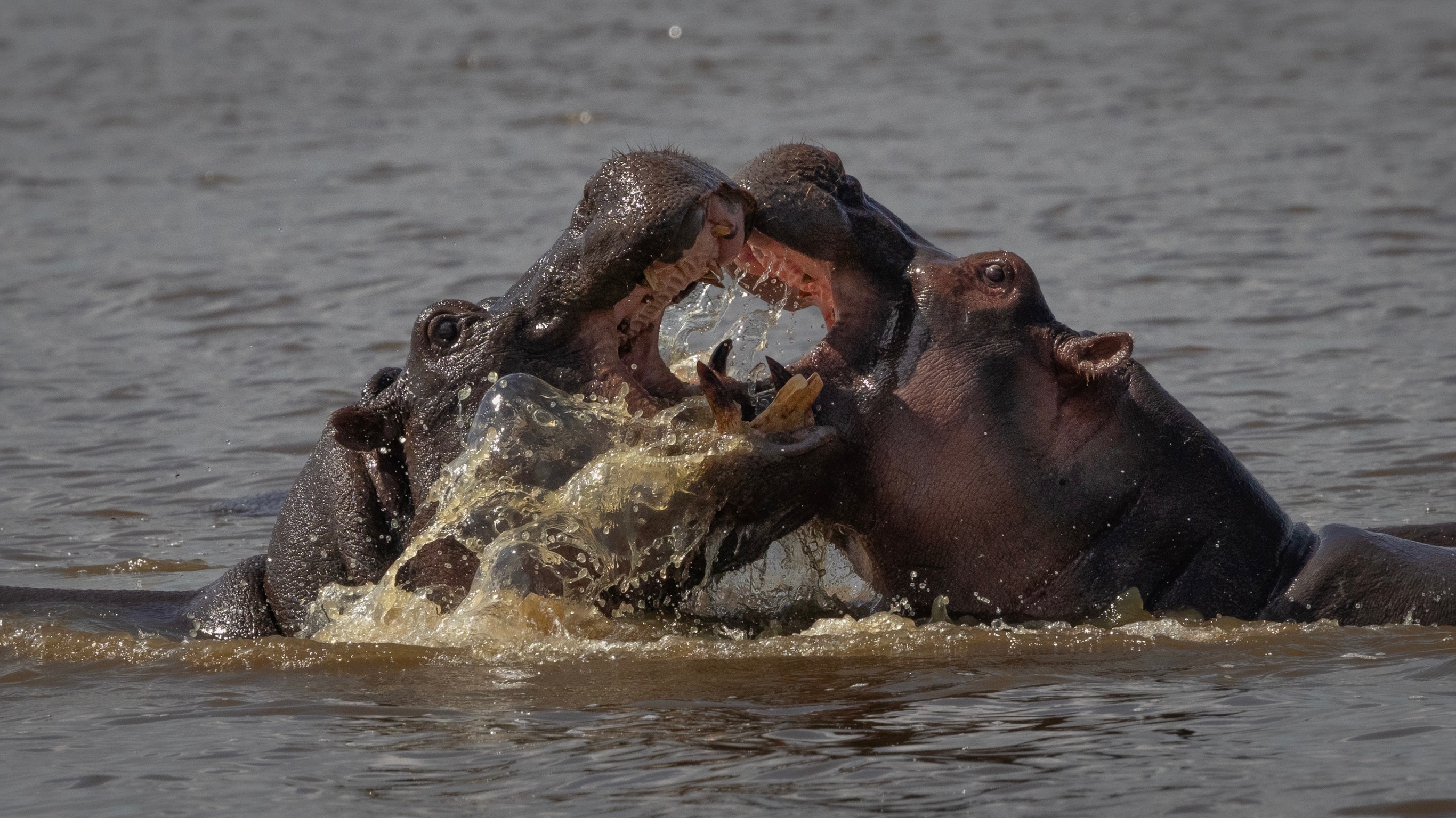 Phinda Wildlife Research Project - hippos fighting in the water