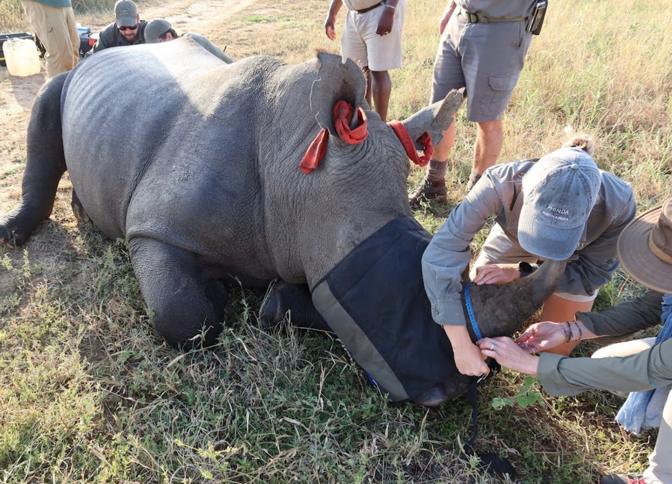 Phinda Wildlife Research Project - measuring a rhino horn for a horn trimming