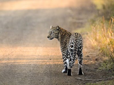 The Vikela Kruger Conservation Experience - leopard on the track